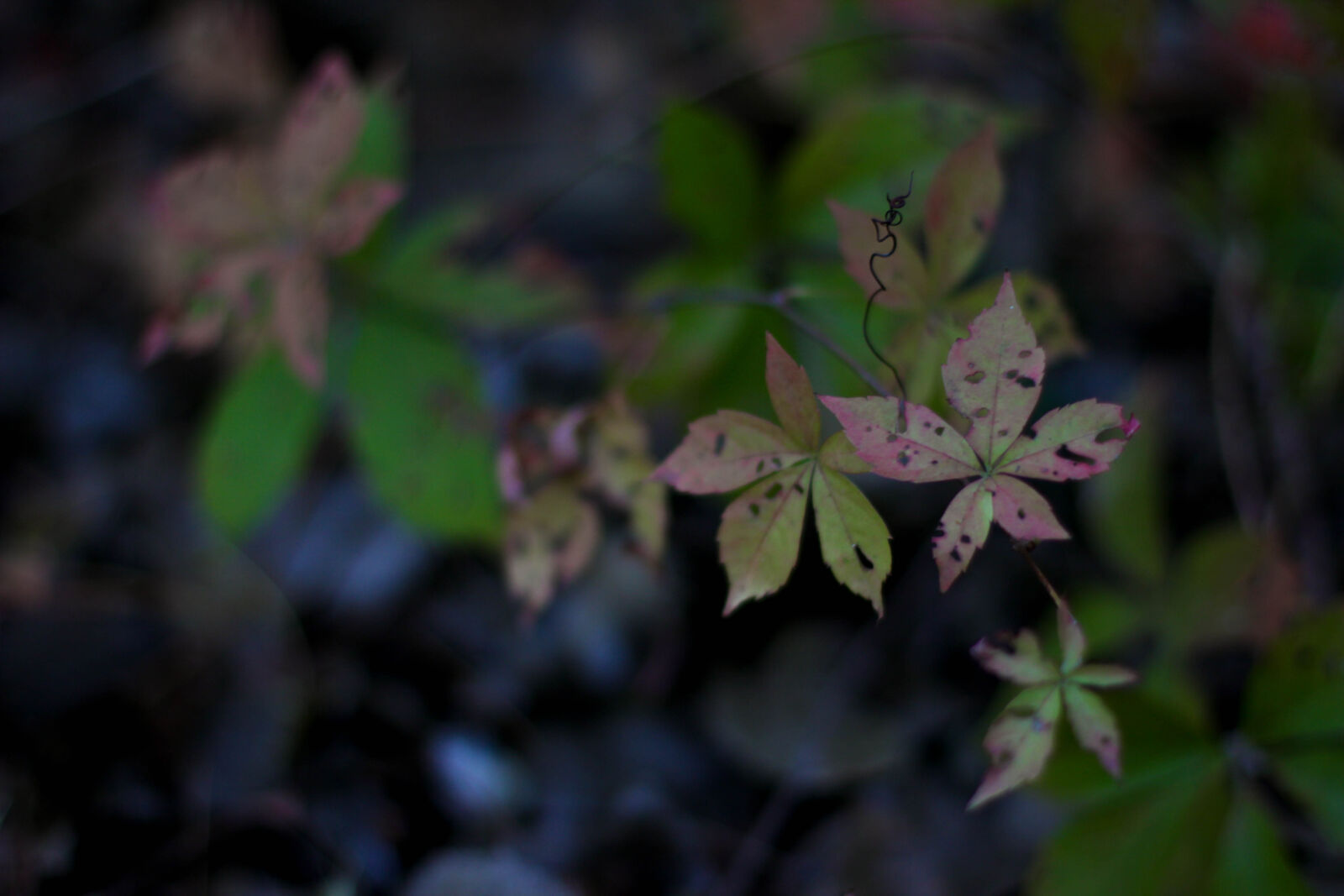 Canon EOS 60D + Canon EF 50mm F1.4 USM sample photo. Gloomy, leaves photography
