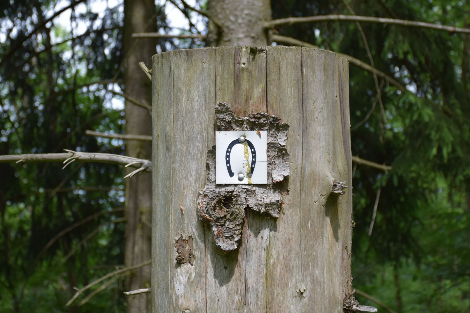 Nikon D5300 sample photo. Horseshoe, shield, log photography