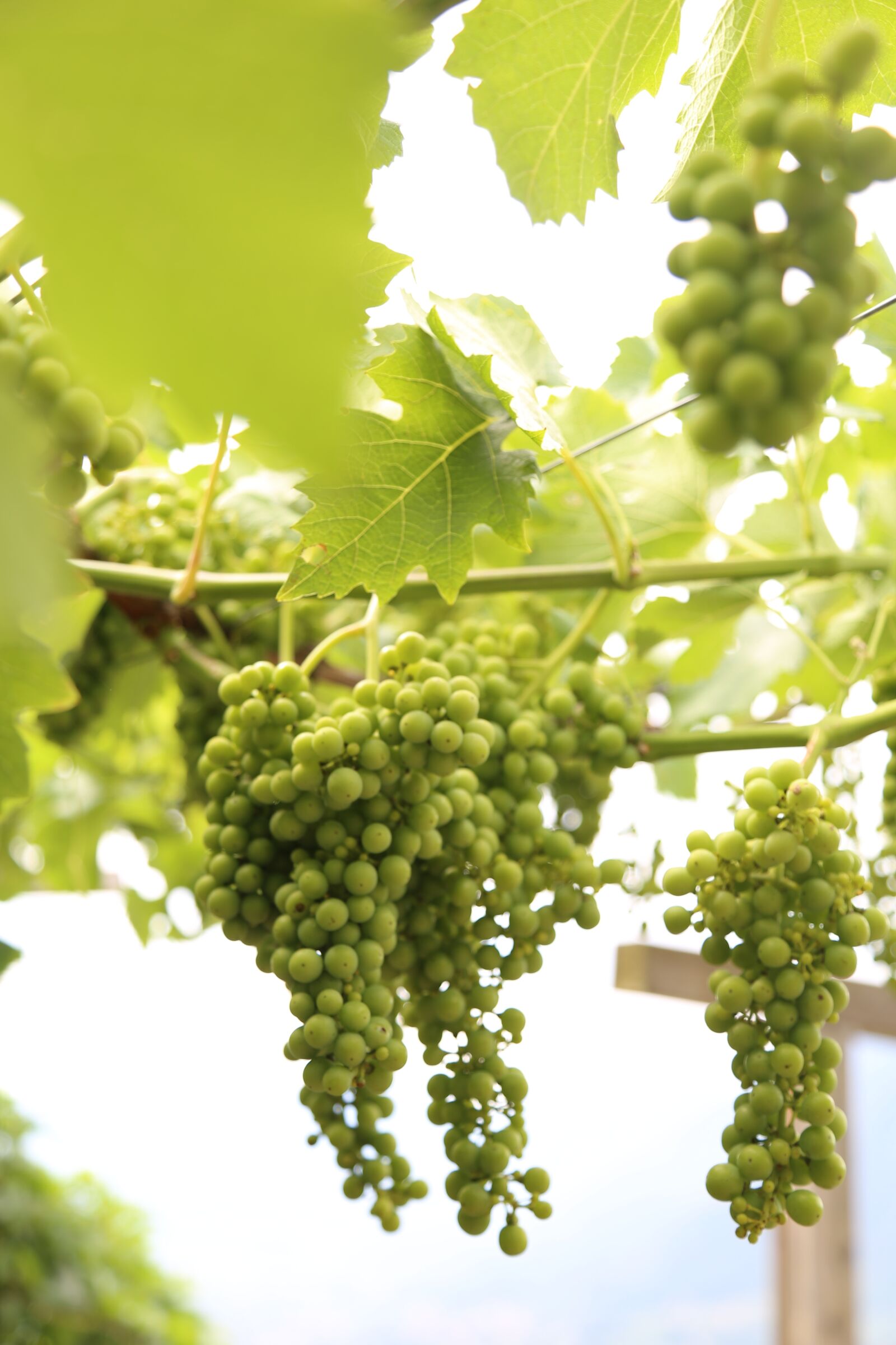 Canon EOS 6D + Canon EF 24-105mm F4L IS USM sample photo. Grapes, south tyrol, wine photography