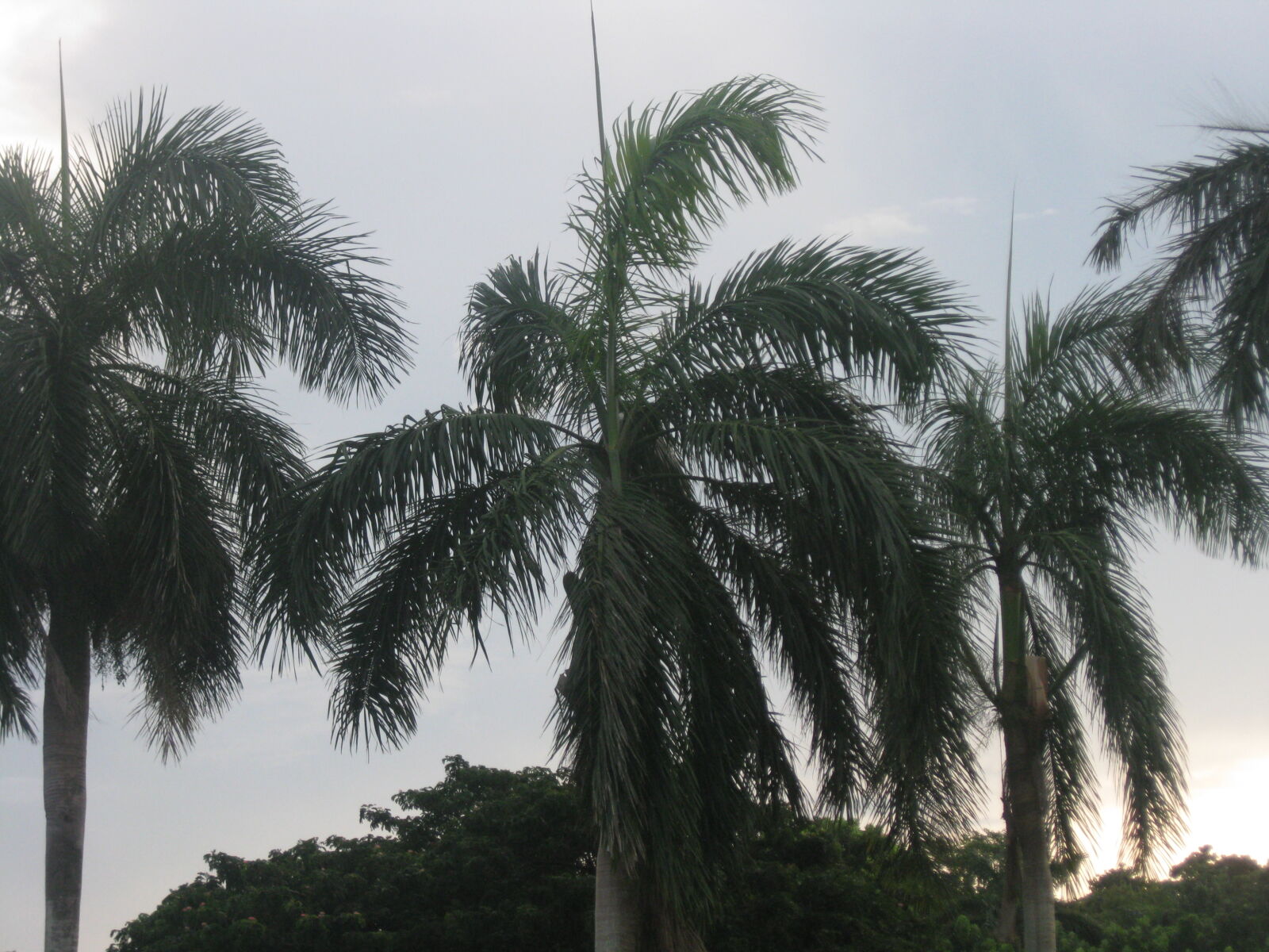 Canon PowerShot SD1100 IS (Digital IXUS 80 IS / IXY Digital 20 IS) sample photo