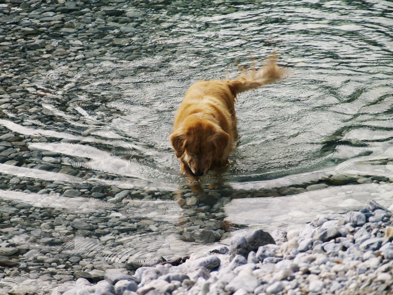 Olympus E-400 (EVOLT E-400) sample photo. Dog, water, pet photography