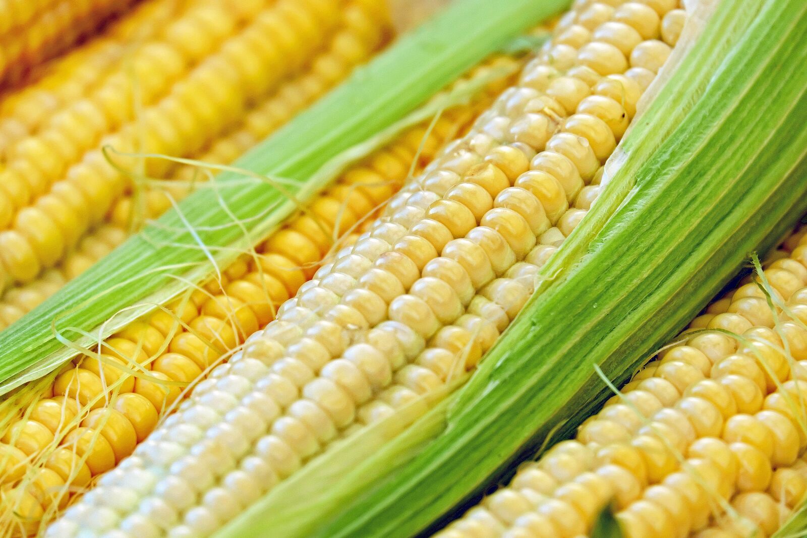 Fujifilm X-T10 + Fujifilm XC 50-230mm F4.5-6.7 OIS sample photo. Corn, corn on the photography