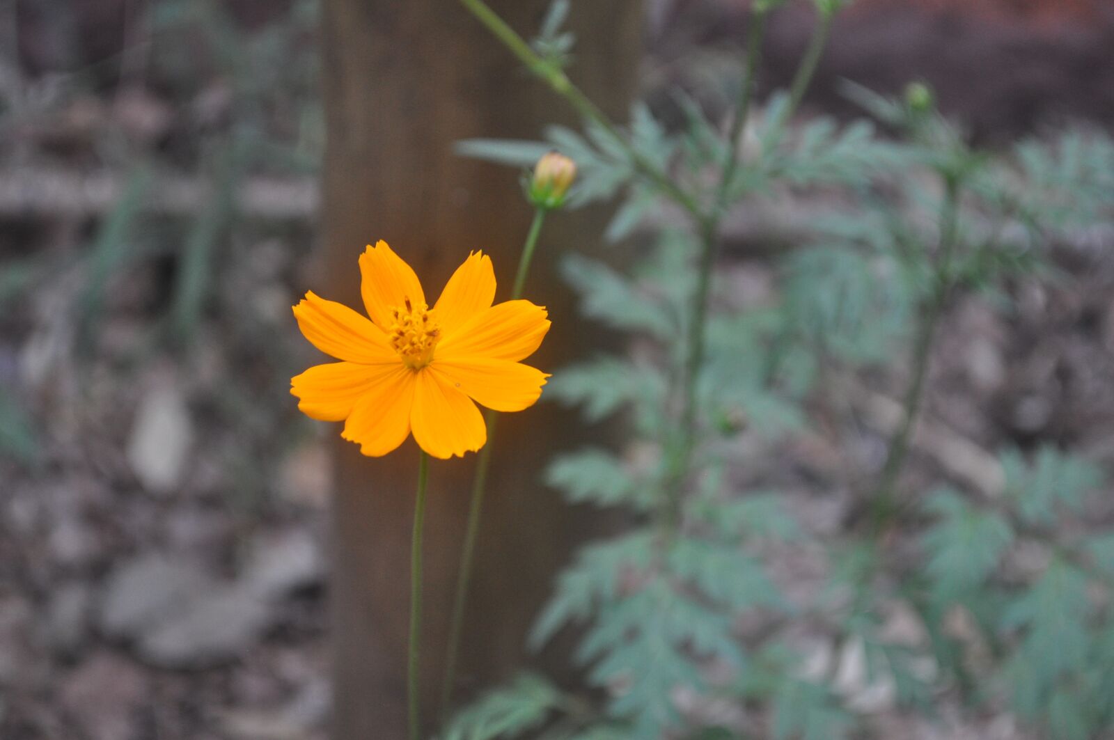 Nikon D5000 sample photo. Yellow flower, the flower photography