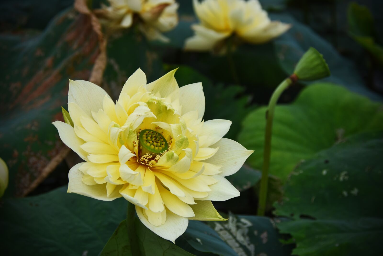 Nikon D7200 sample photo. Golden lotus, dress, outdoor photography