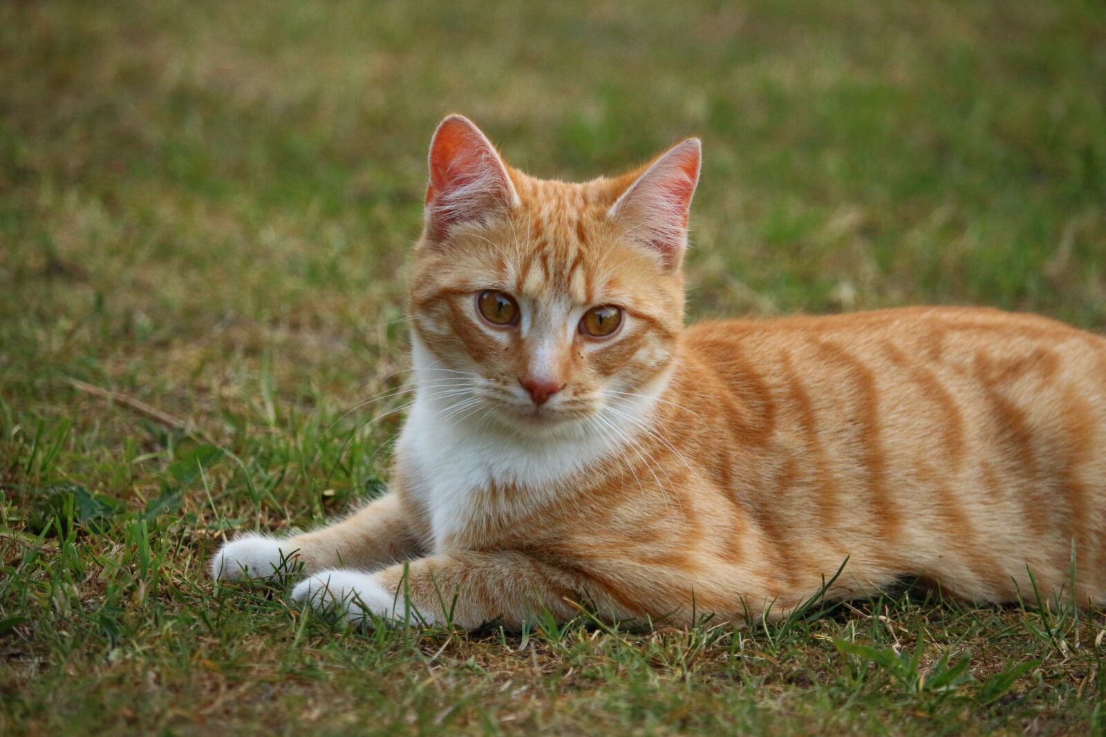 Canon EOS 100D (EOS Rebel SL1 / EOS Kiss X7) sample photo. Cat, kitten, mieze photography