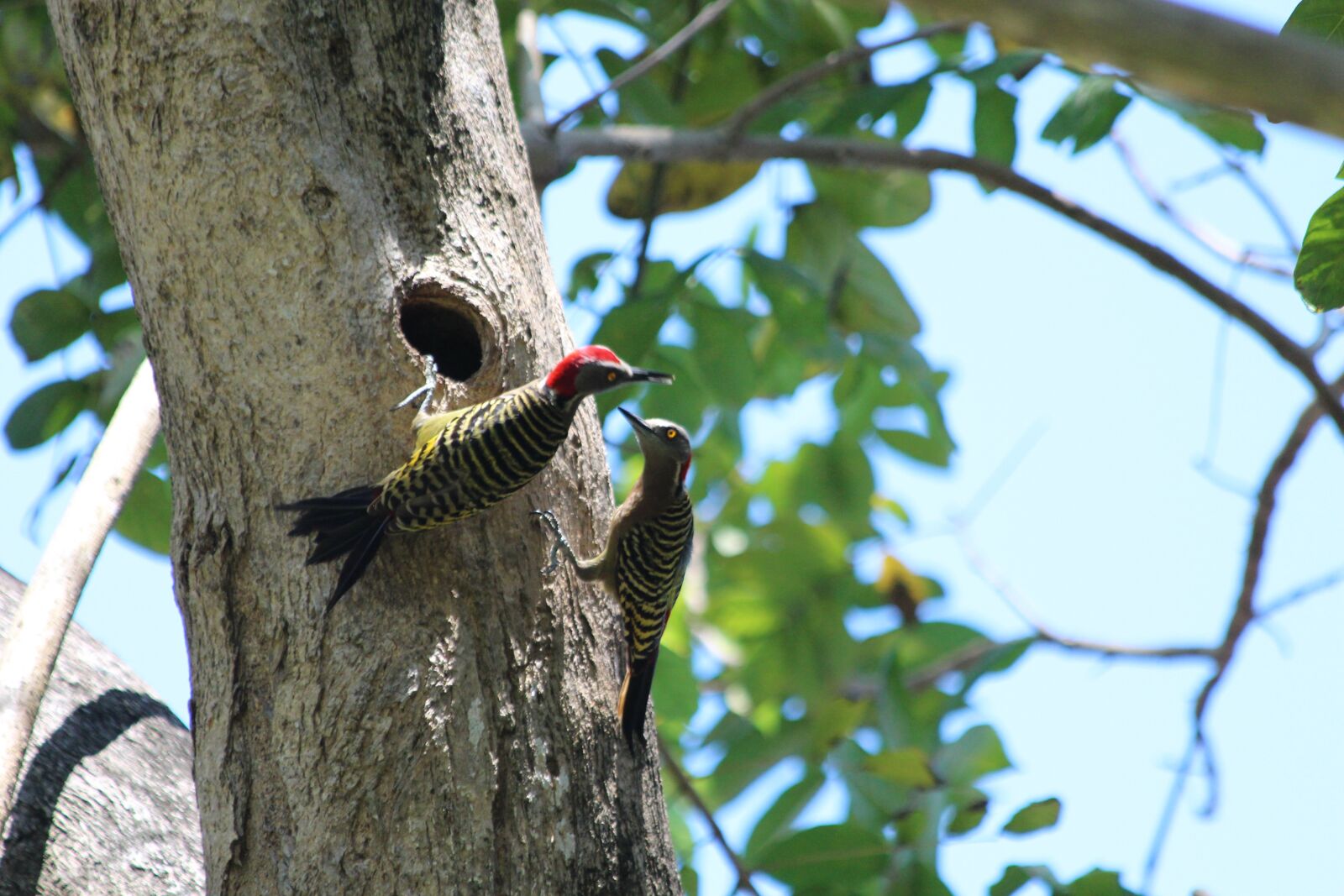 Canon EOS 650D (EOS Rebel T4i / EOS Kiss X6i) sample photo. Woodpecker, hispaniolan woodpecker, melanerpes photography