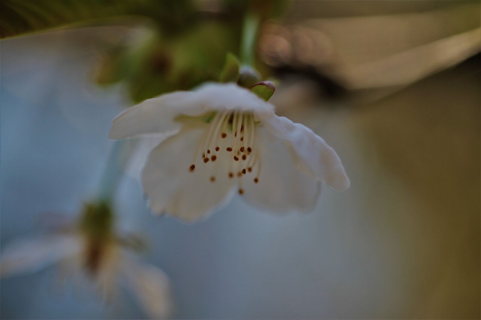 Canon EOS 7D sample photo. Blossom, bloom, white photography