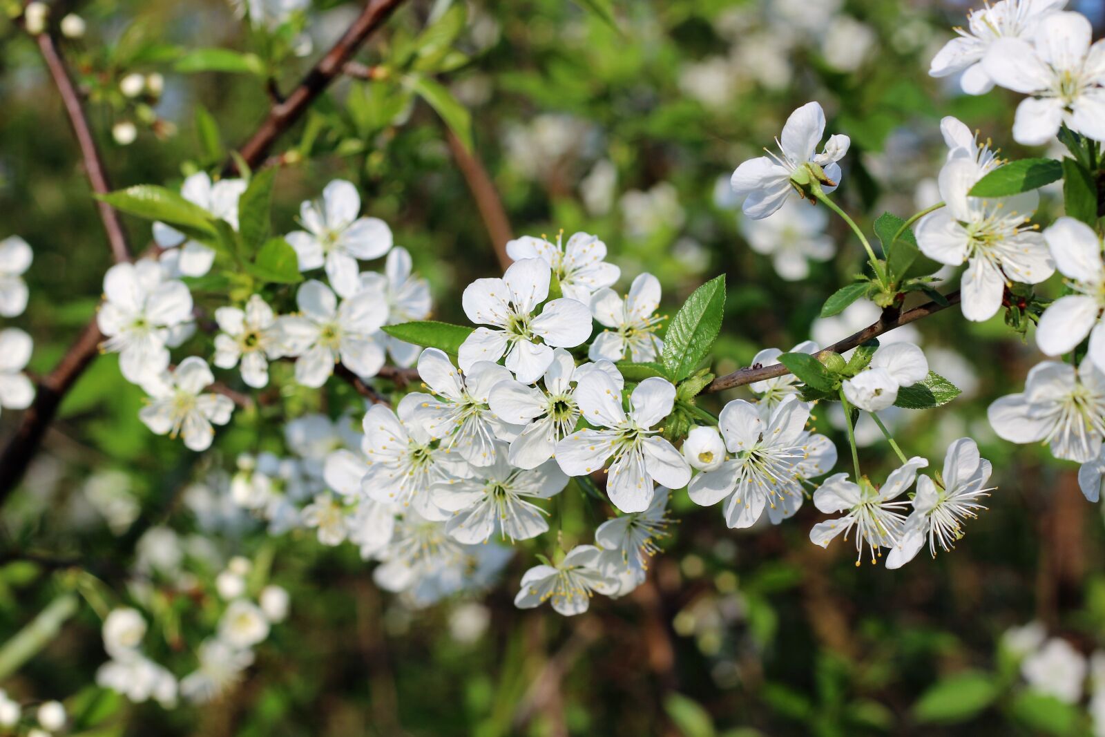 Canon EOS 600D (Rebel EOS T3i / EOS Kiss X5) + Canon EF 50mm F1.8 II sample photo. Spring, white, flower photography