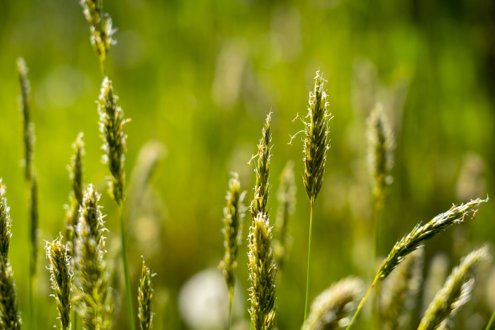 Sony FE 24-105mm F4 G OSS sample photo. Grass, stalks, nature photography