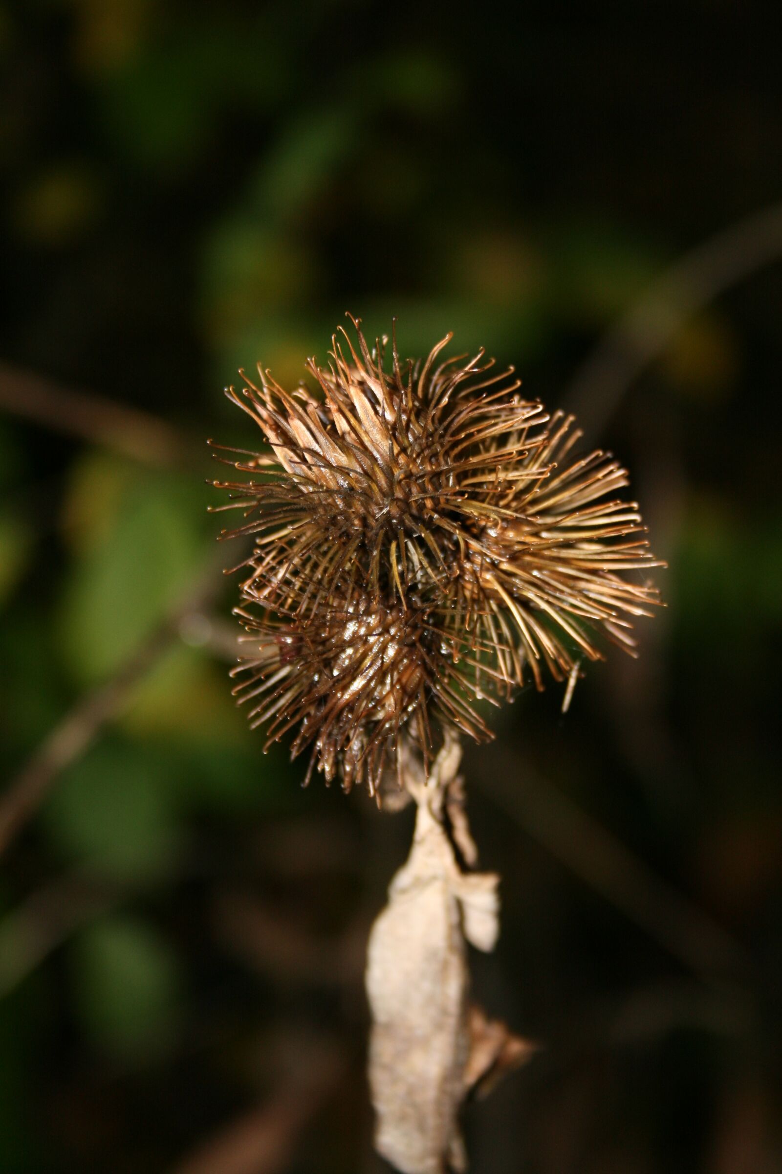 Canon EOS 400D (EOS Digital Rebel XTi / EOS Kiss Digital X) sample photo. Burdock, withered, dry photography