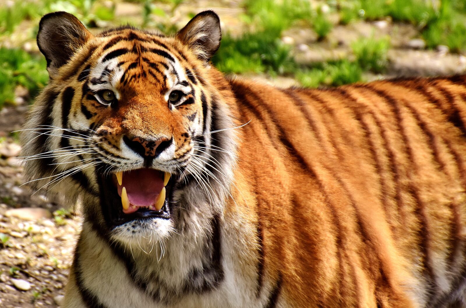 Nikon D7200 sample photo. Tiger, predator, fur photography