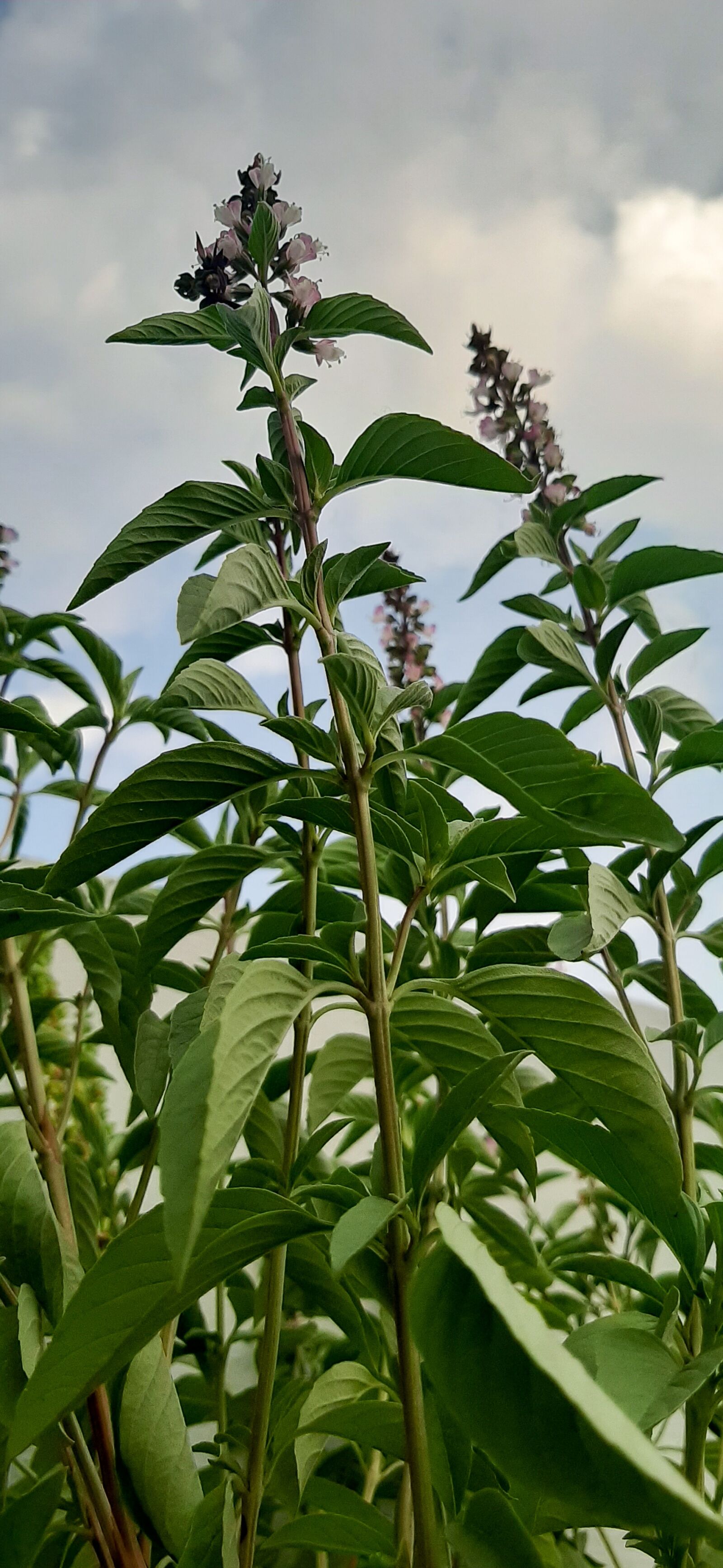 Samsung Galaxy A50 sample photo. Plants, farm, green photography