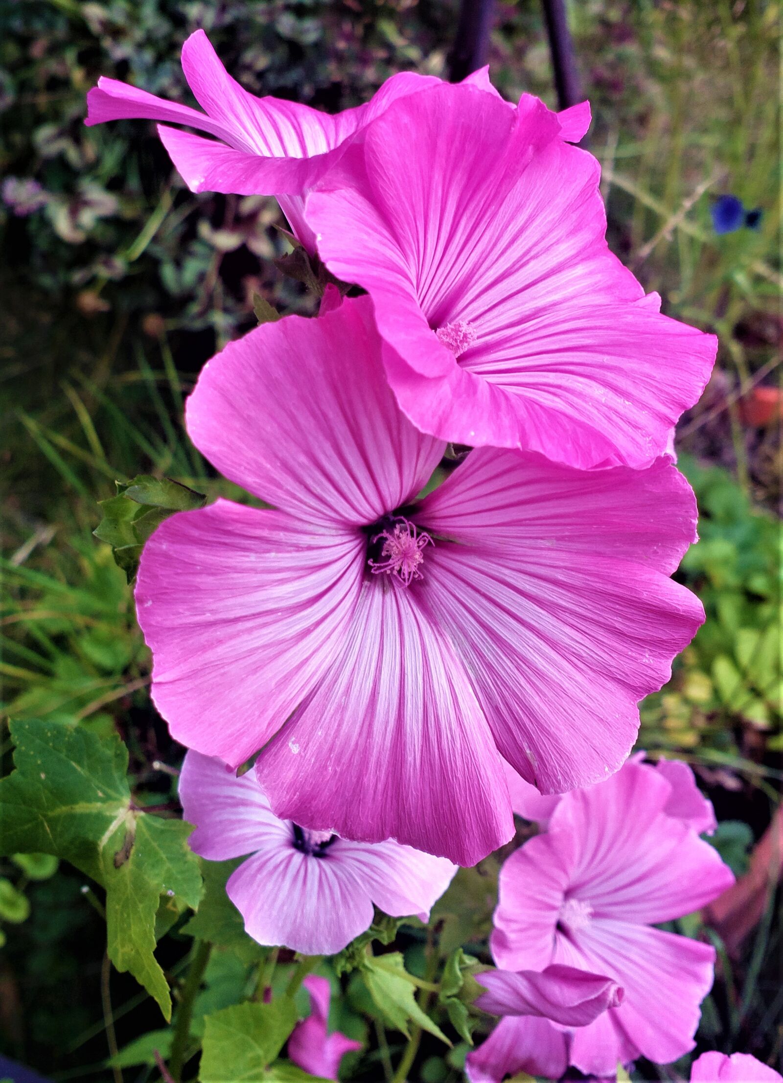 Nokia 808 PureView sample photo. Flower, garden, flora photography