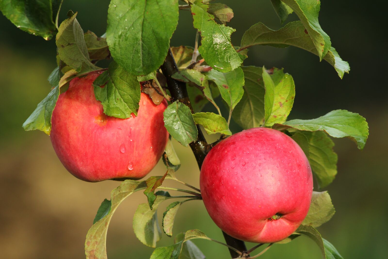 Canon EOS 600D (Rebel EOS T3i / EOS Kiss X5) sample photo. Apples, food, ripe photography