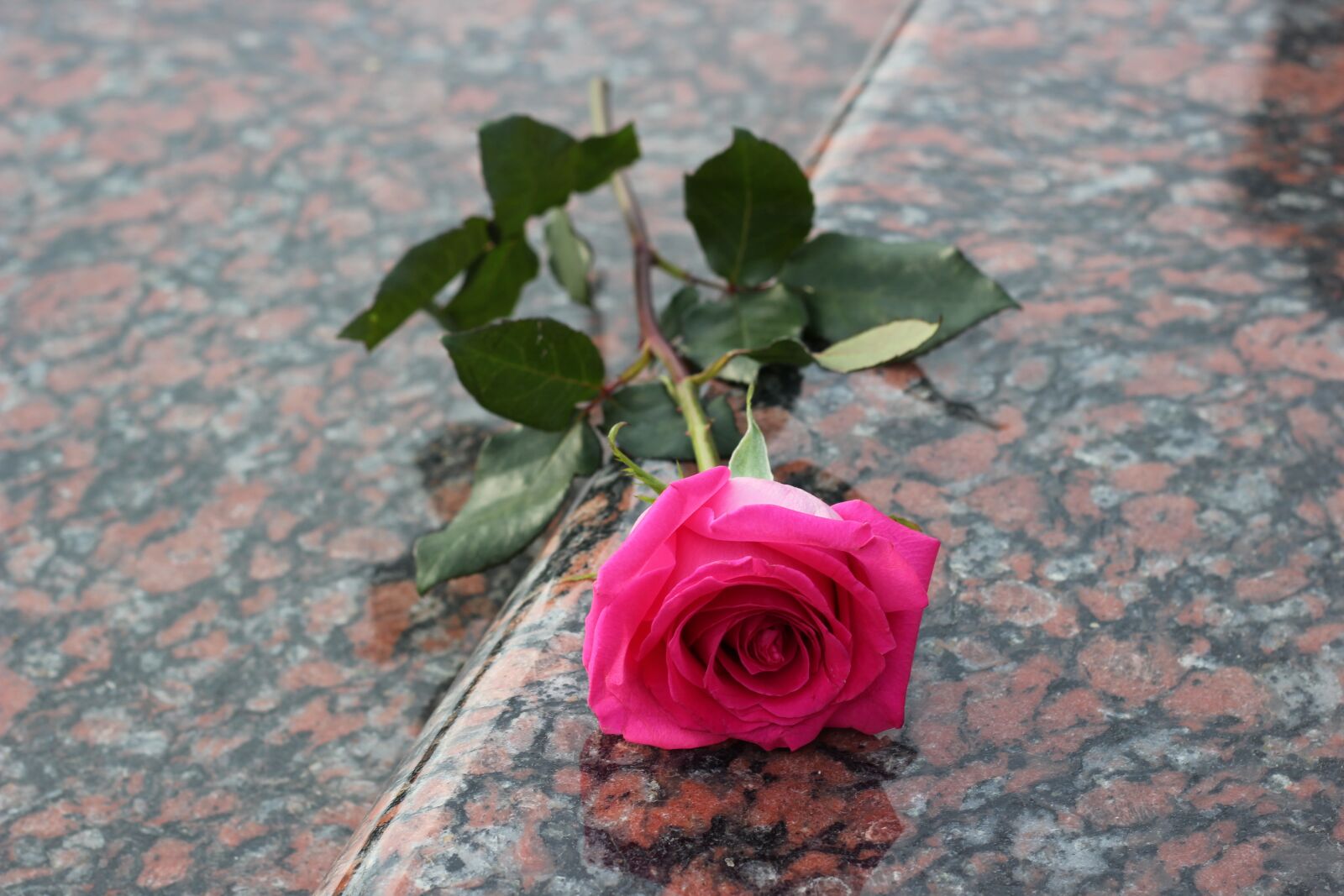 Canon EOS 550D (EOS Rebel T2i / EOS Kiss X4) sample photo. Pink rose, red marble photography