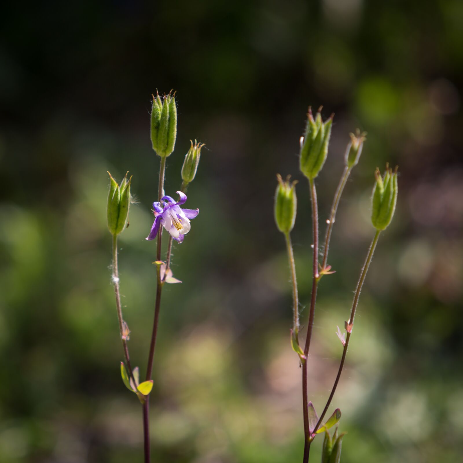 Canon EF 70-200mm F2.8L IS USM sample photo. Wildflower, flower, nature photography