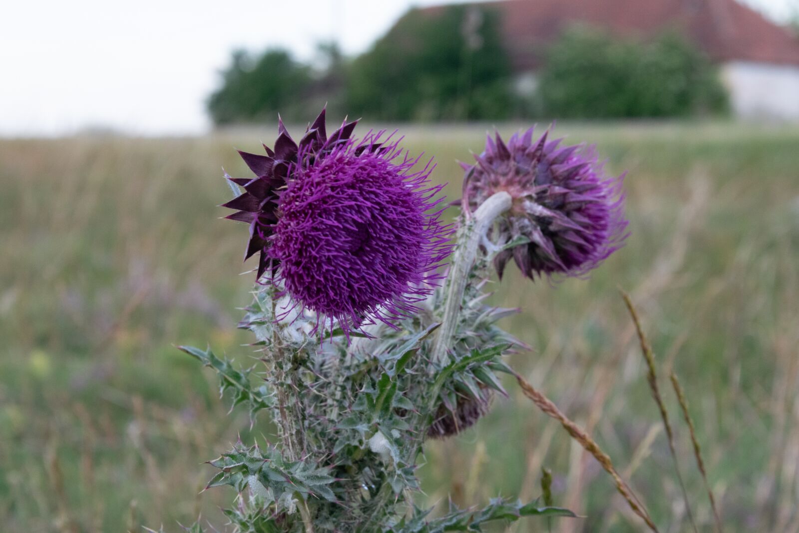 Nikon D3300 sample photo. Thistle, meadow, nature photography