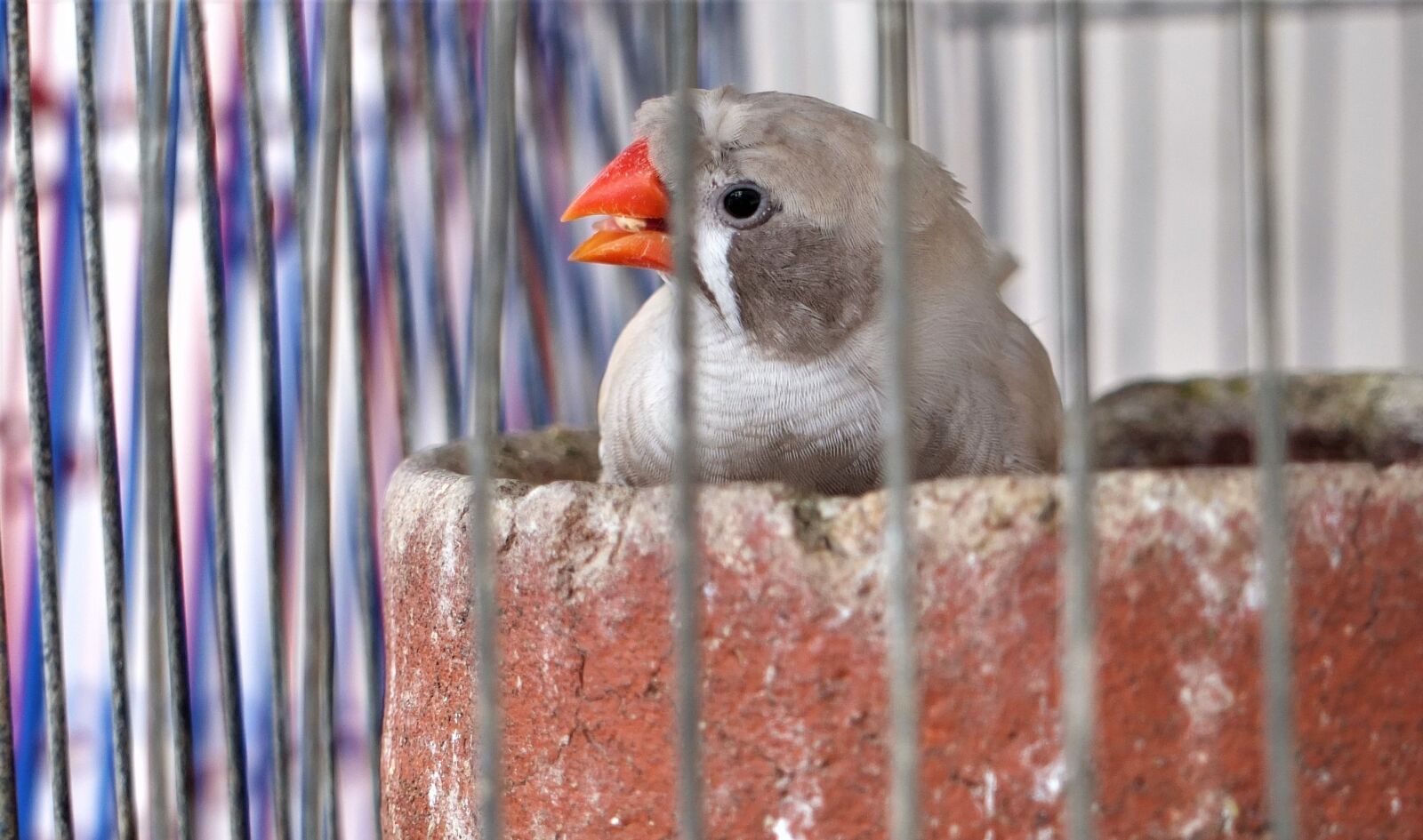 Fujifilm X10 sample photo. Zebra finch, nature, bird photography