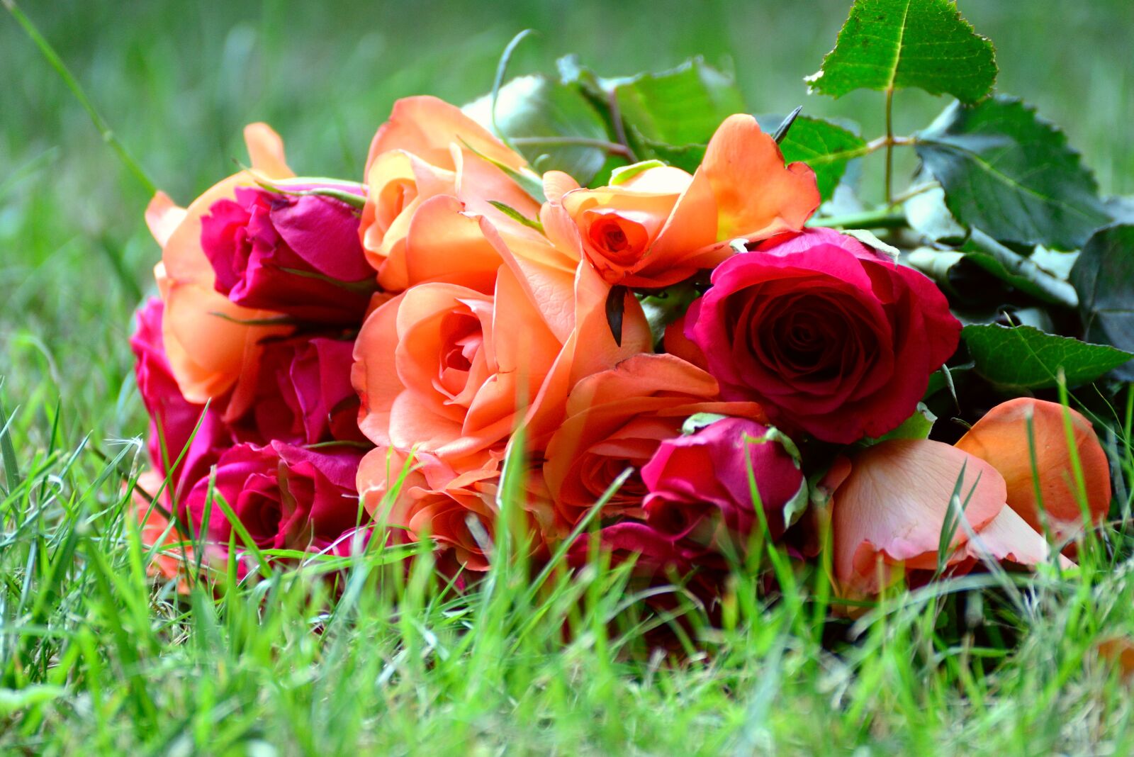 Nikon D610 sample photo. Roses, bouquet of roses photography