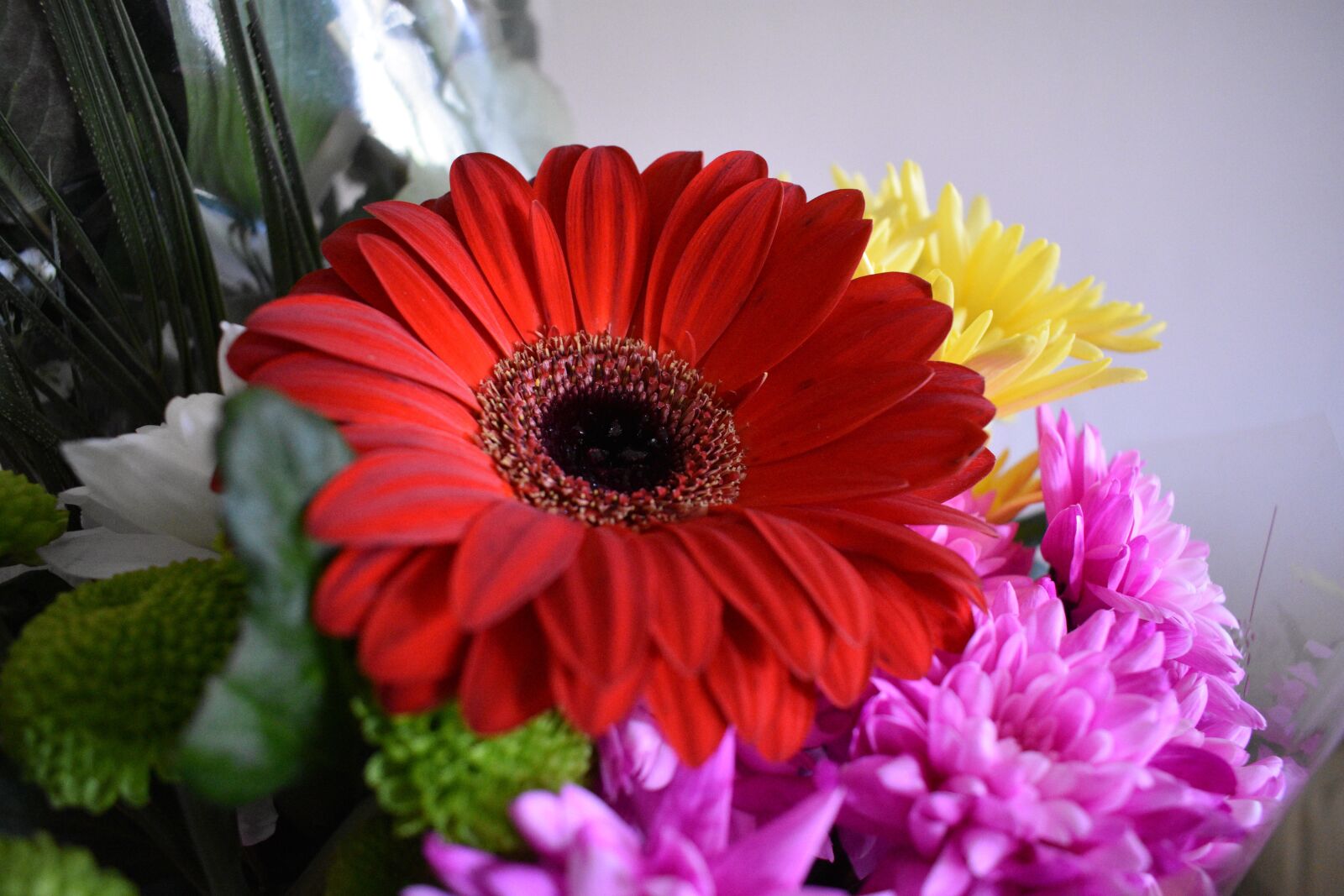 Nikon D3400 sample photo. Plant, petal, flower photography