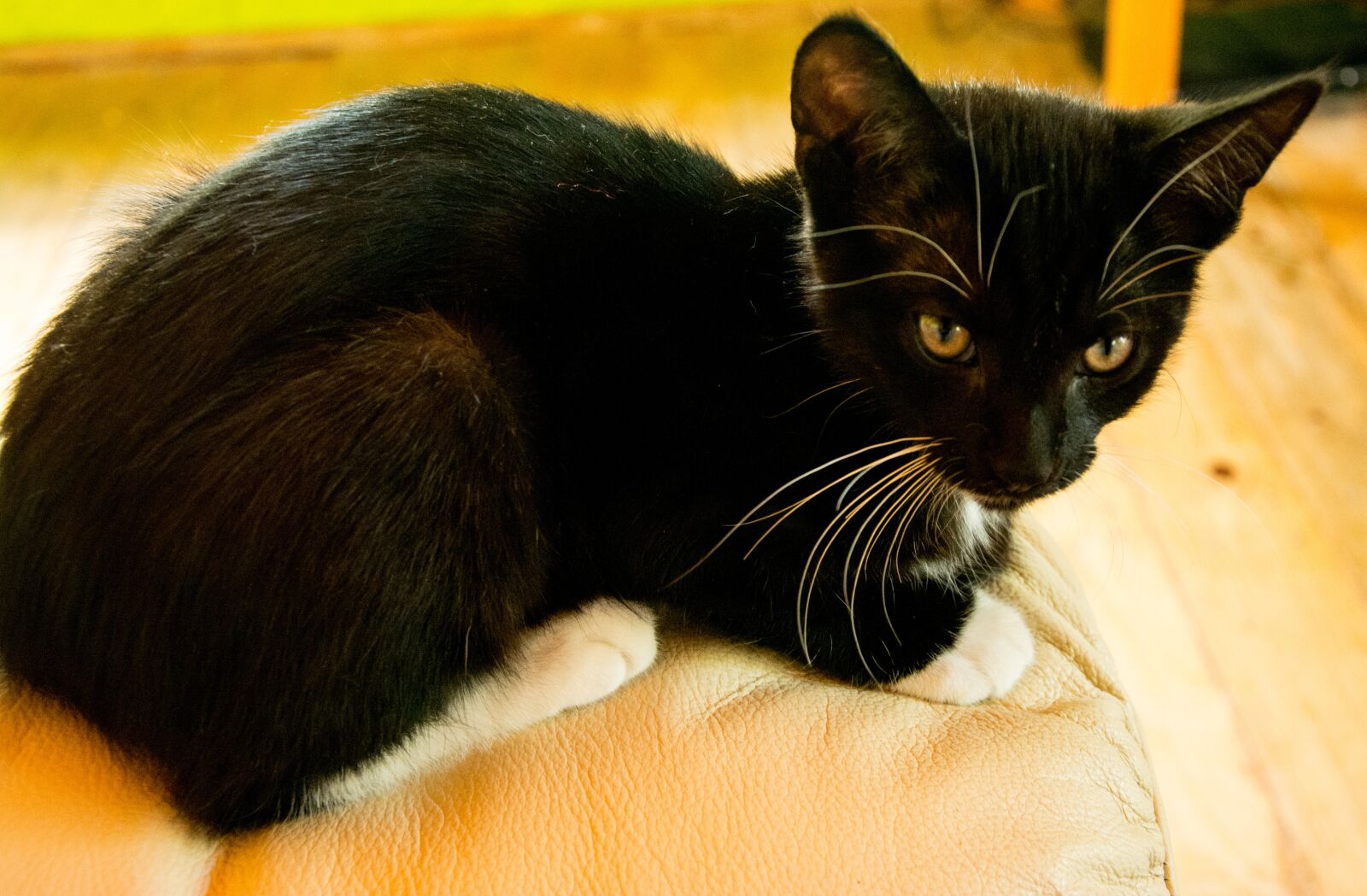 Nikon D5200 sample photo. Cat, kitten, tomcat photography