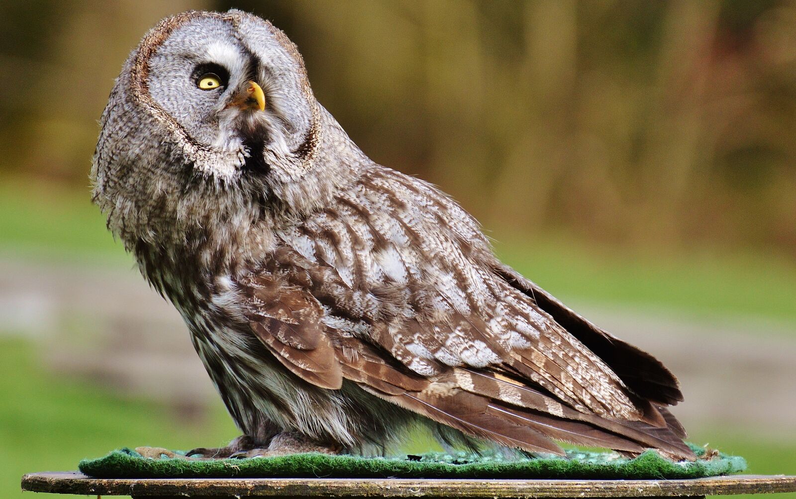 Nikon D3200 sample photo. Bart owl, owl, wildpark photography