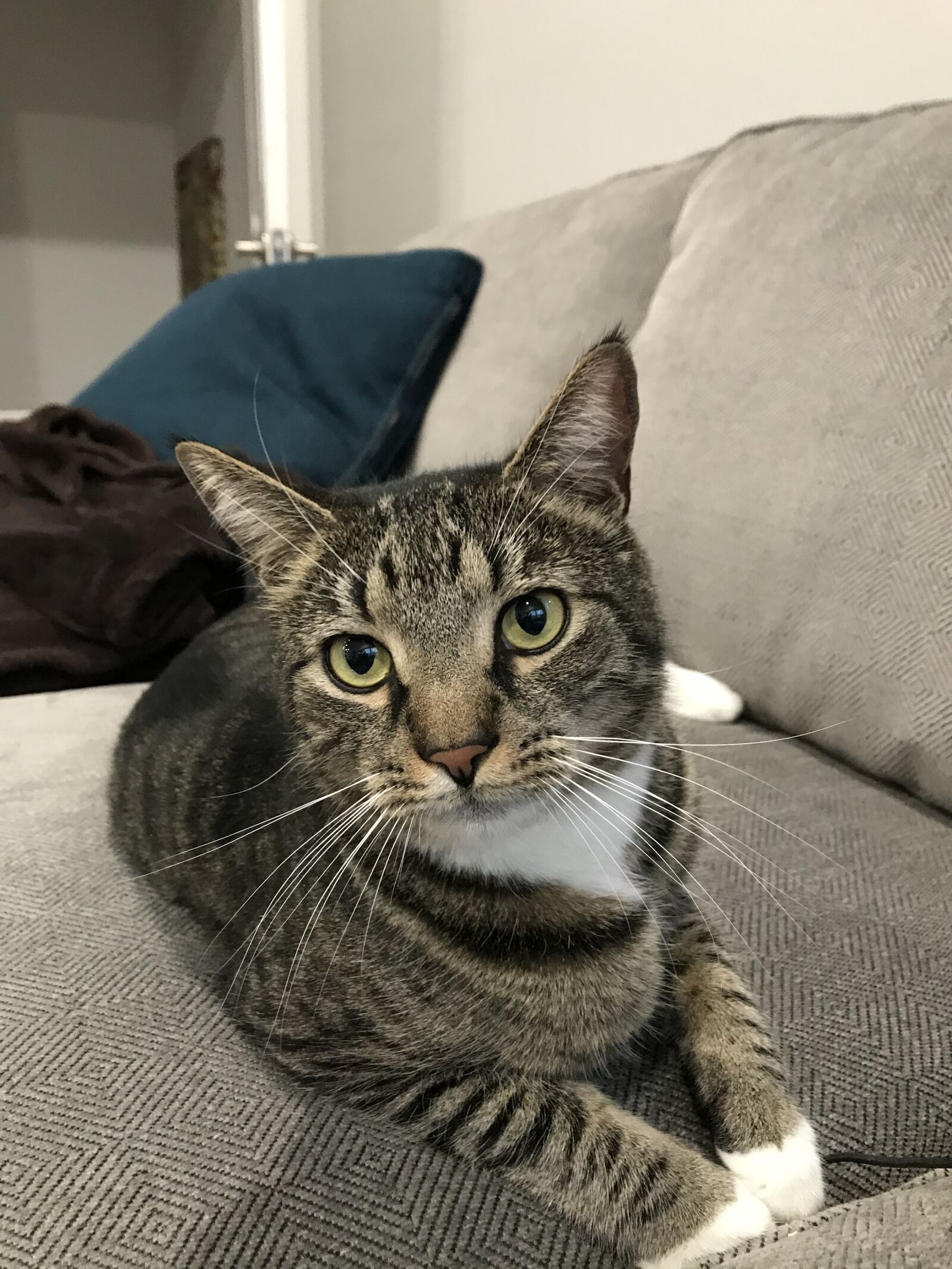 Apple iPhone 7 Plus sample photo. The, cutest, cat photography