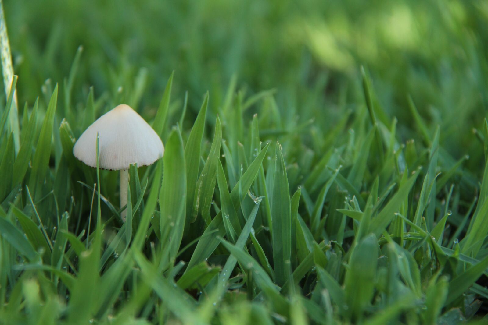 Canon EOS 7D + Canon EF-S 18-200mm F3.5-5.6 IS sample photo. Mushroom, grass, white mushroom photography