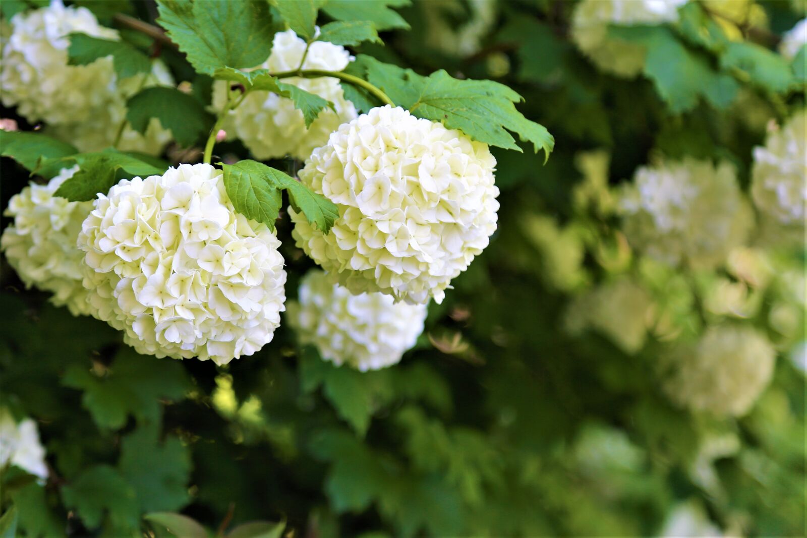 Canon EF 24-105mm F4L IS USM sample photo. Flower, nature, spring photography