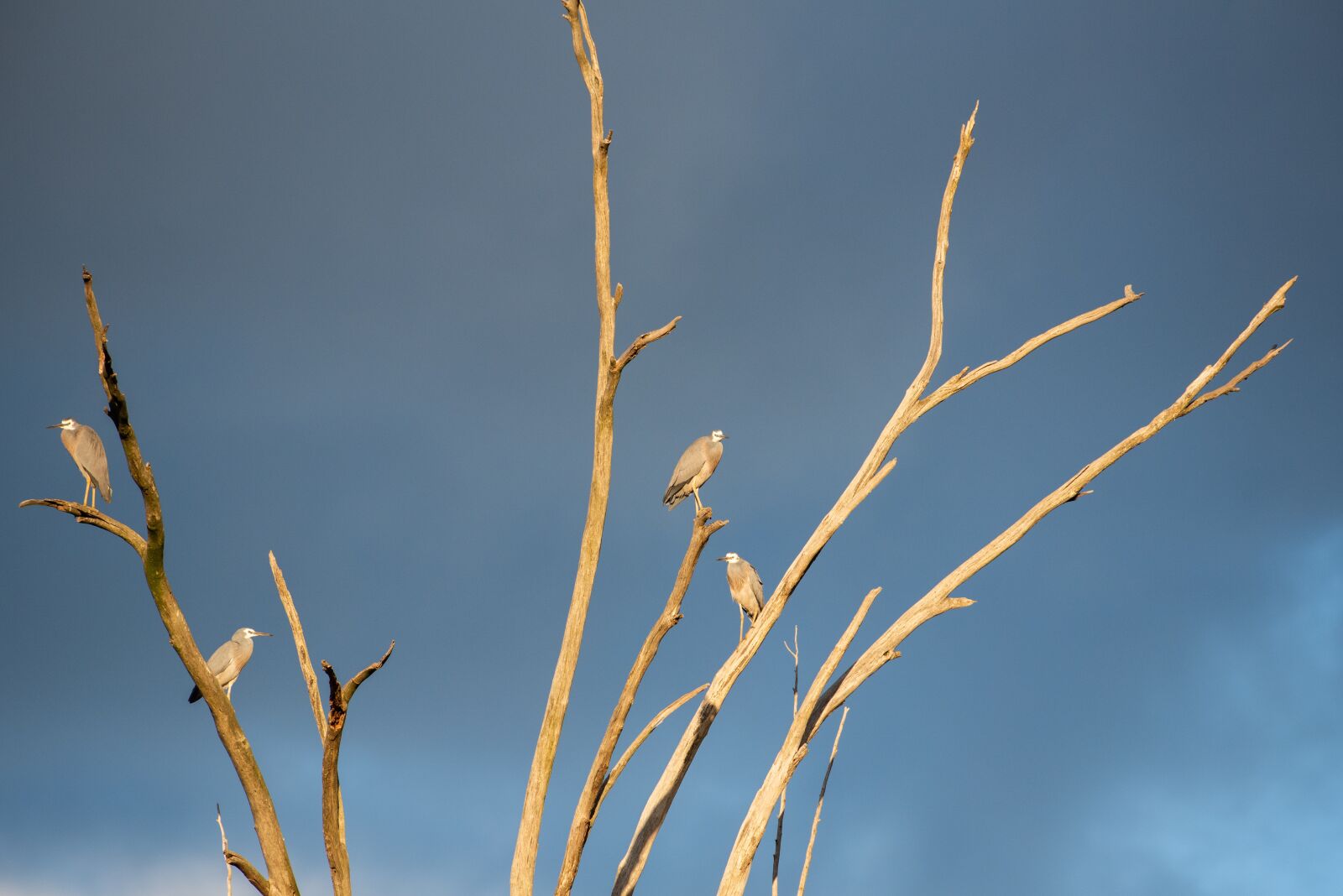 Nikon D750 sample photo. White faced heron, heron photography