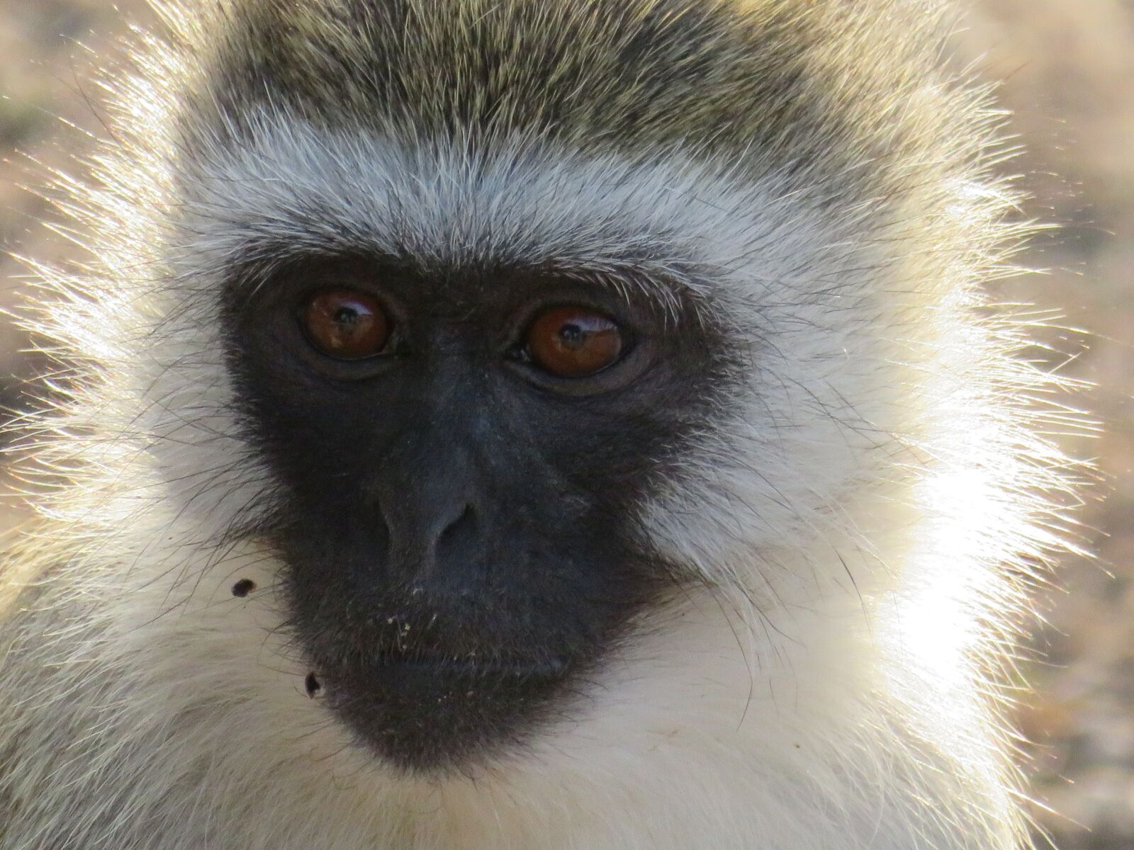 Canon PowerShot SX720 HS sample photo. Tanzania, animals, nature photography