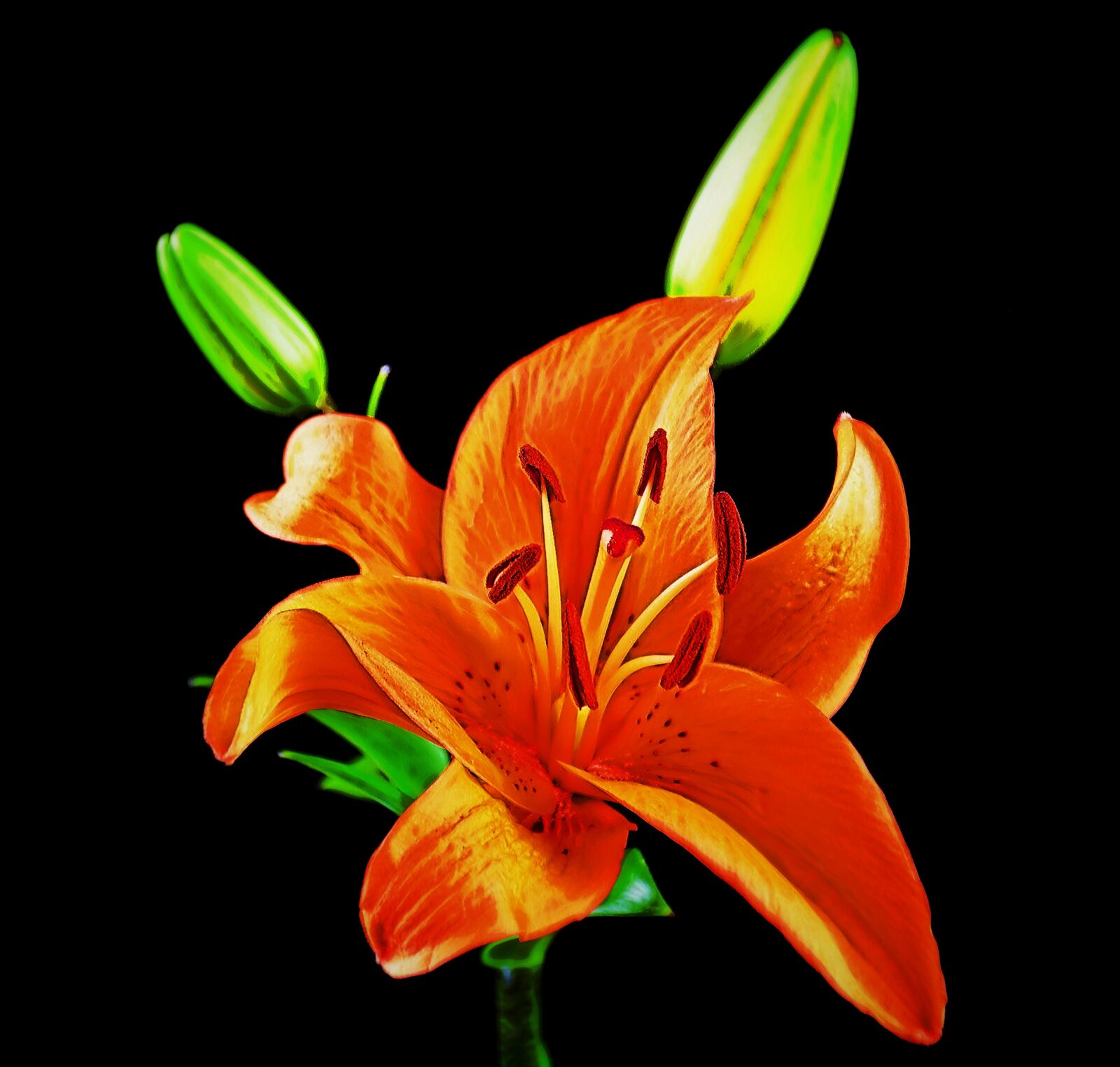 Nikon D5500 sample photo. Flower, flora, lily photography
