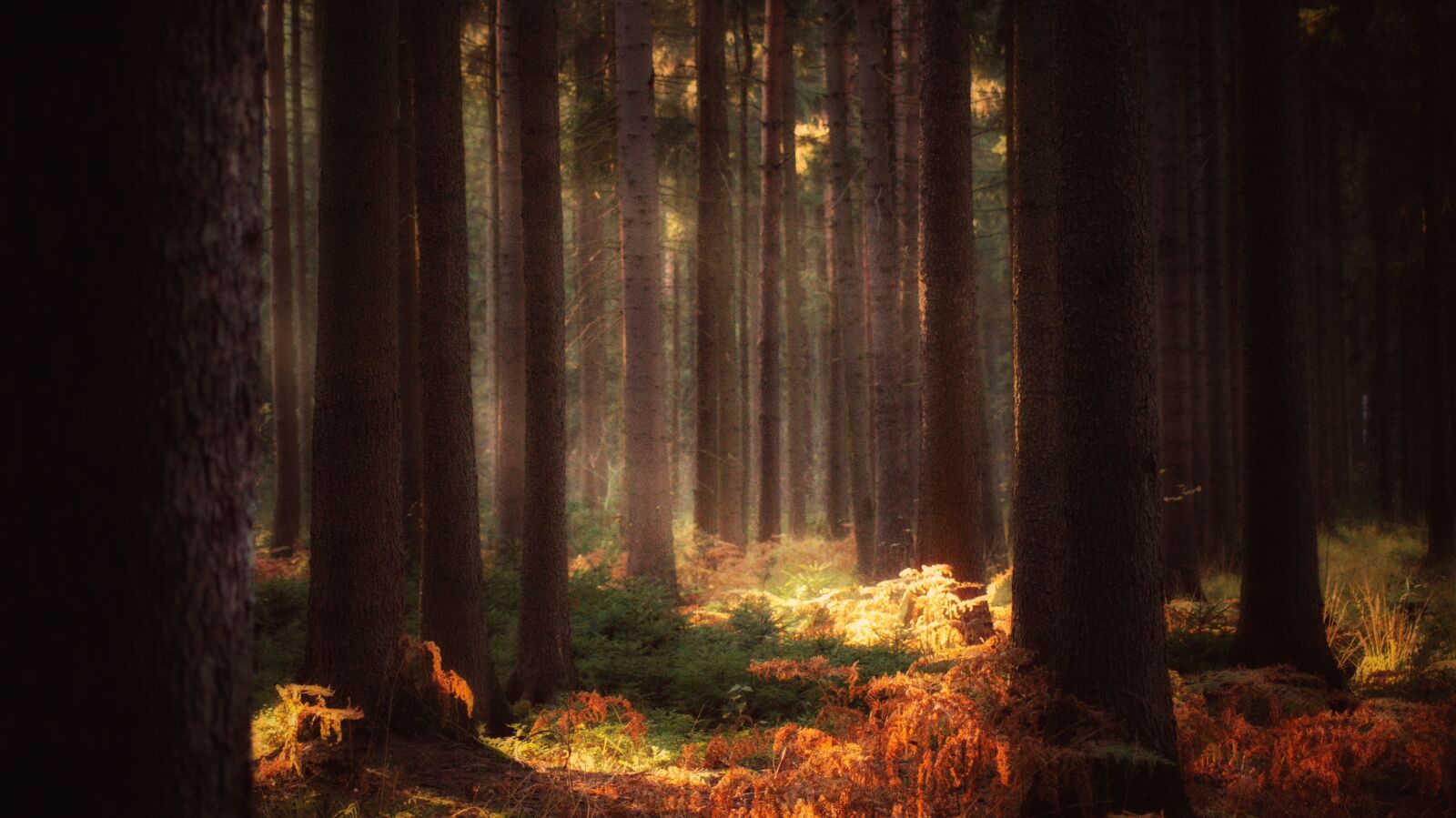 Sony SLT-A58 sample photo. Forest, fairy tales, dream photography