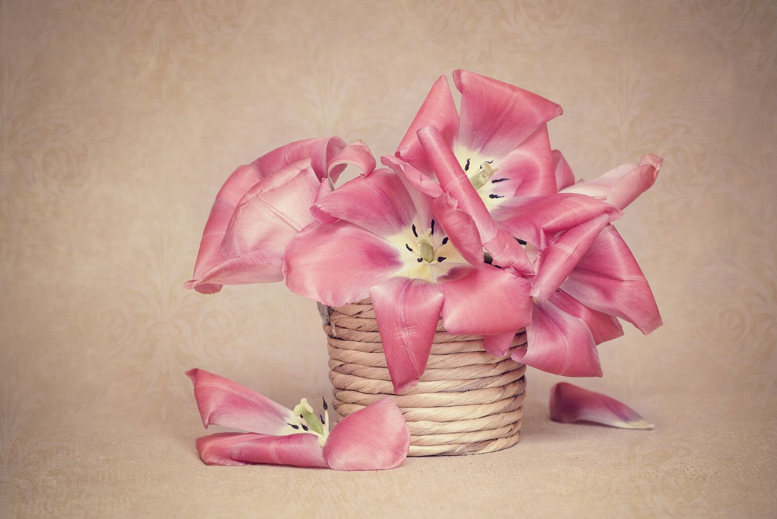Nikon D750 sample photo. Flowers, tulips, pot photography