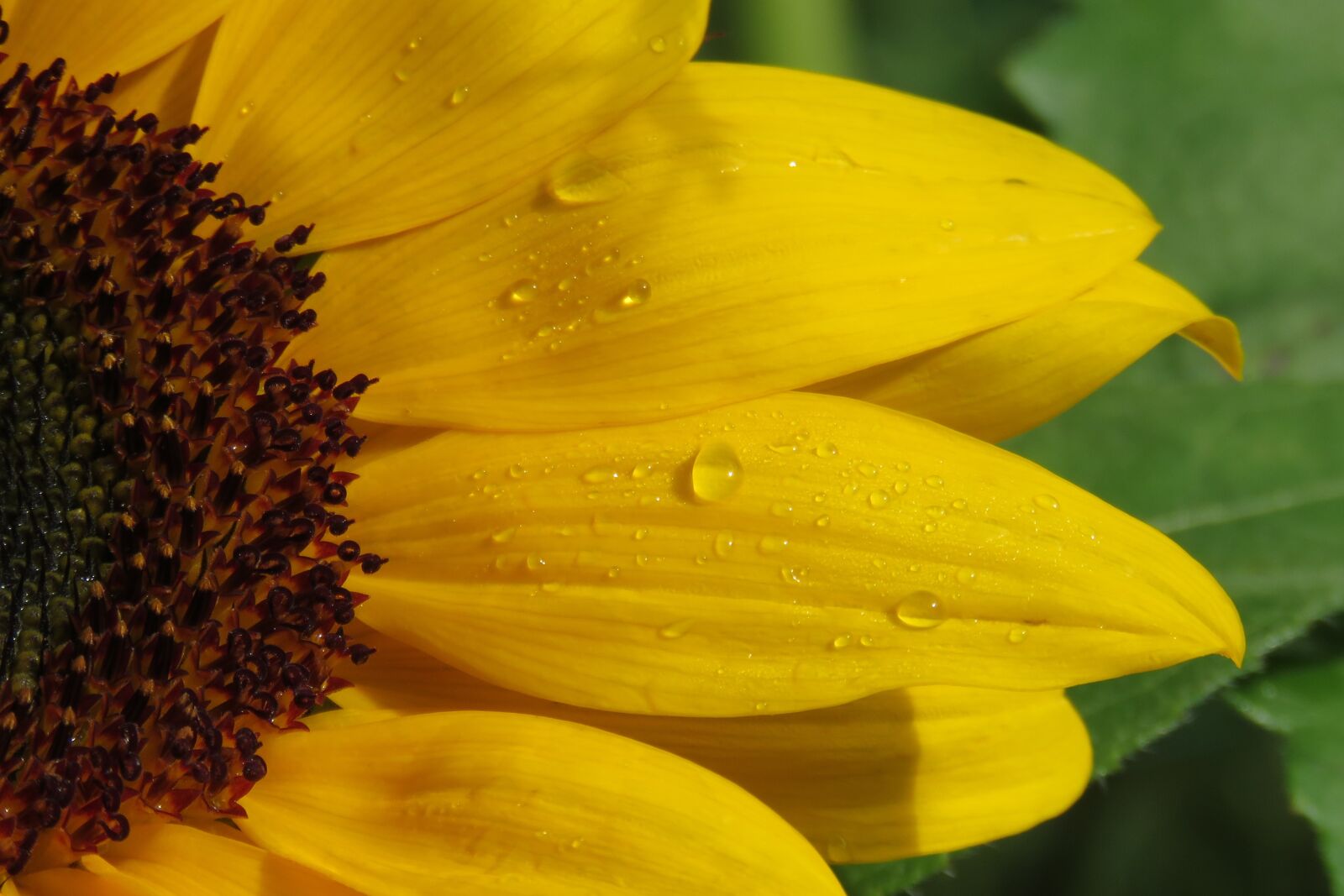 Canon PowerShot SX60 HS sample photo. Sunflower, flower, yellow photography