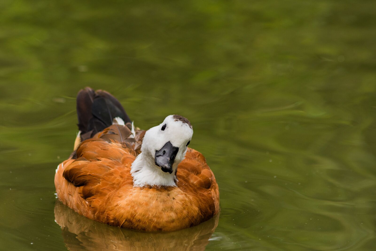 Nikon D7200 sample photo. Bird, landscape, spring photography