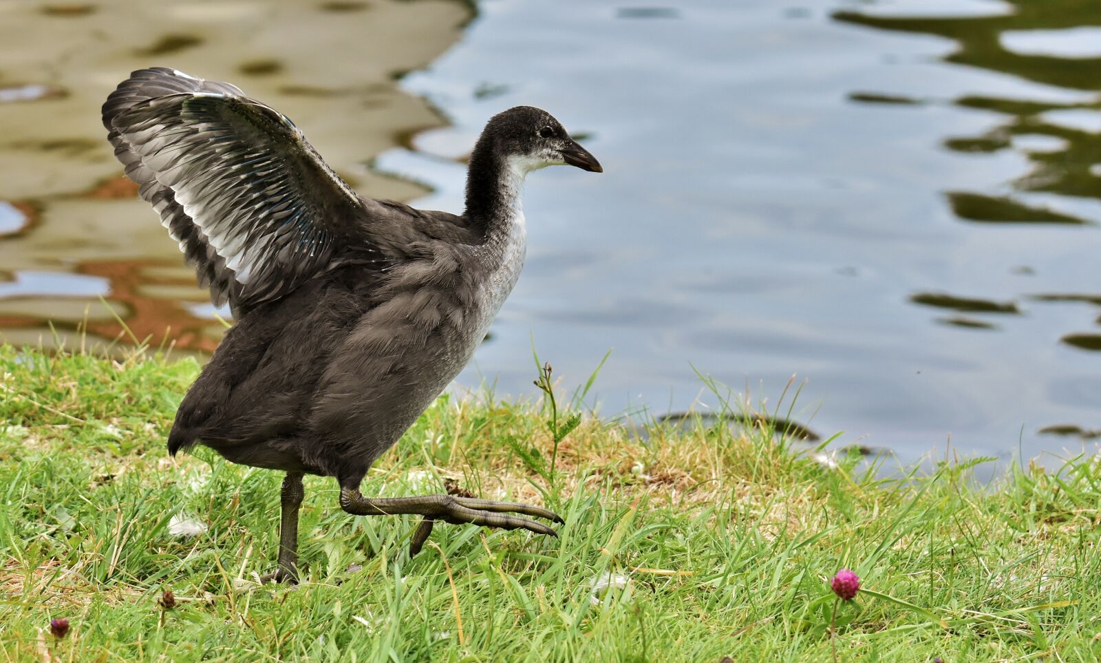 Nikon D7200 sample photo. Coot, chicks, wing photography