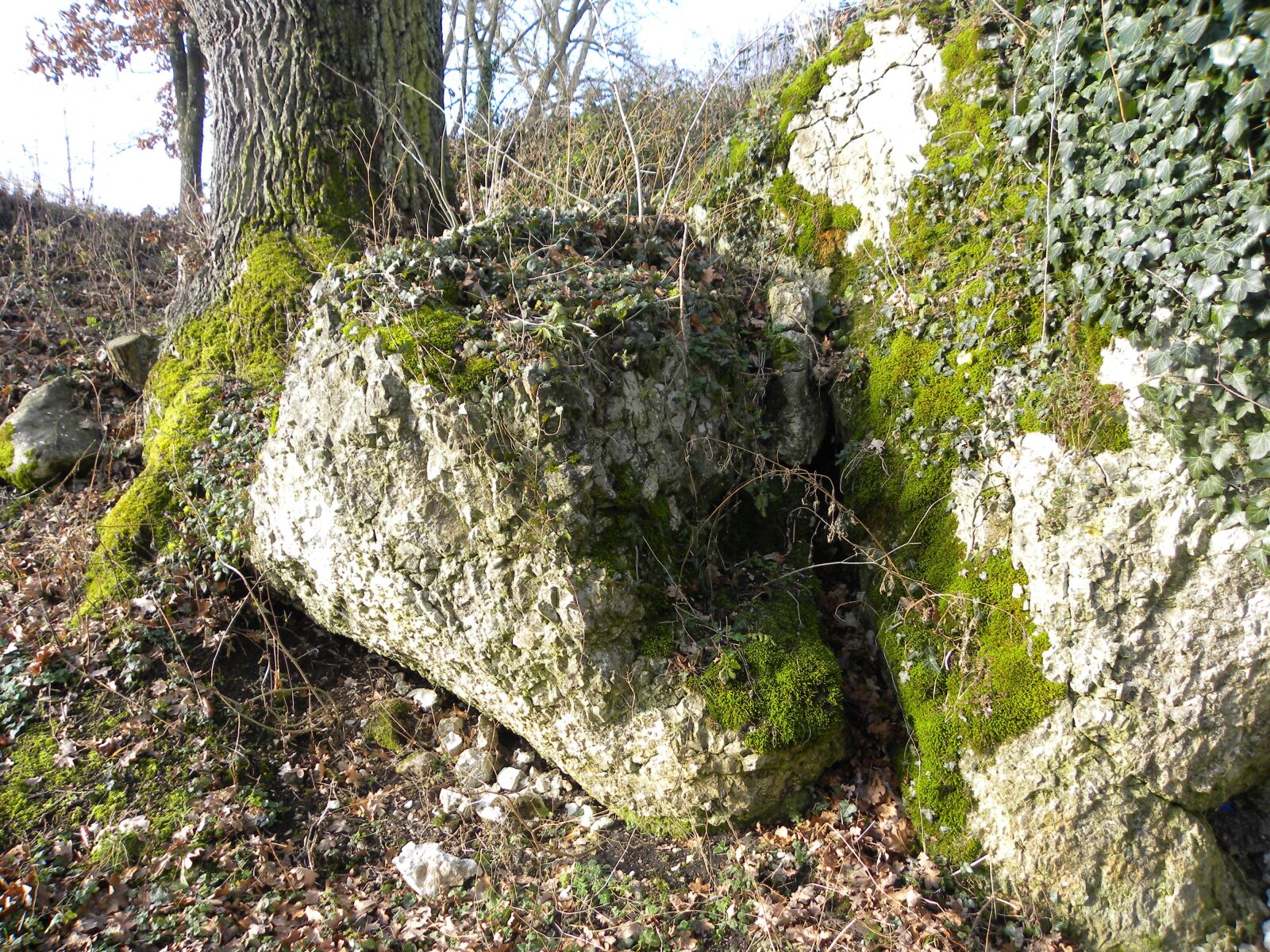 Nikon Coolpix P90 sample photo. Rock, moss, nature photography