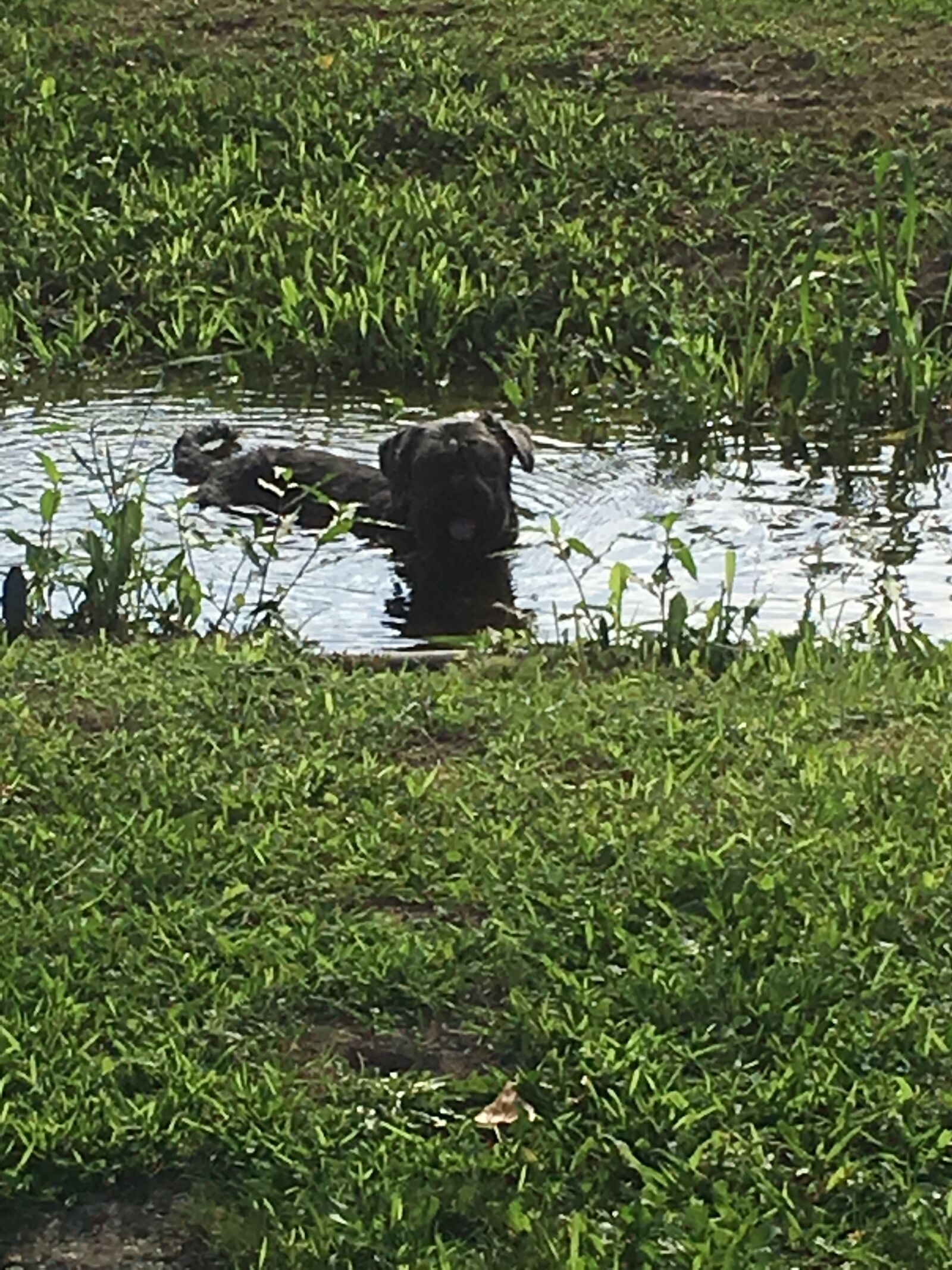 Apple iPhone 6s sample photo. Rambo, dog, schnauzer photography