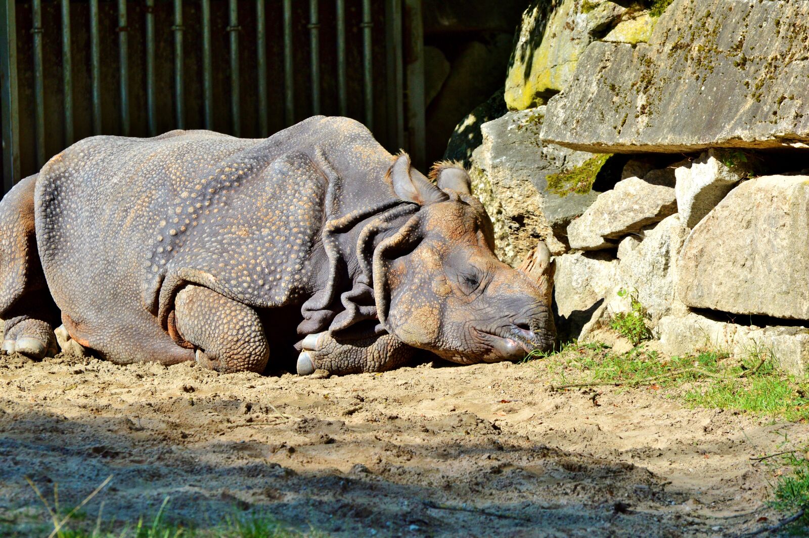 Nikon D3200 sample photo. Rhino, animal, mammal photography