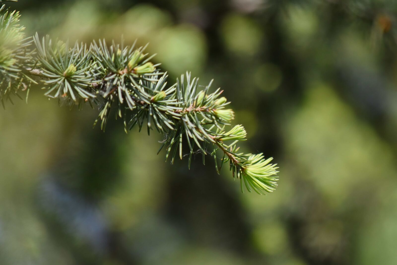 Nikon D5500 sample photo. Conifer, green leaves, branch photography