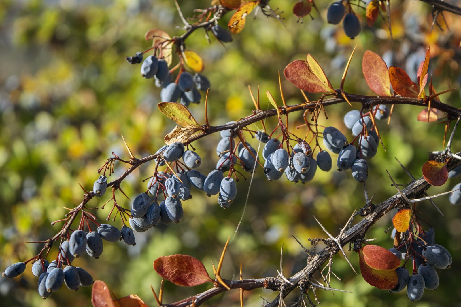 Nikon D3300 sample photo. Branches, grape, vine photography