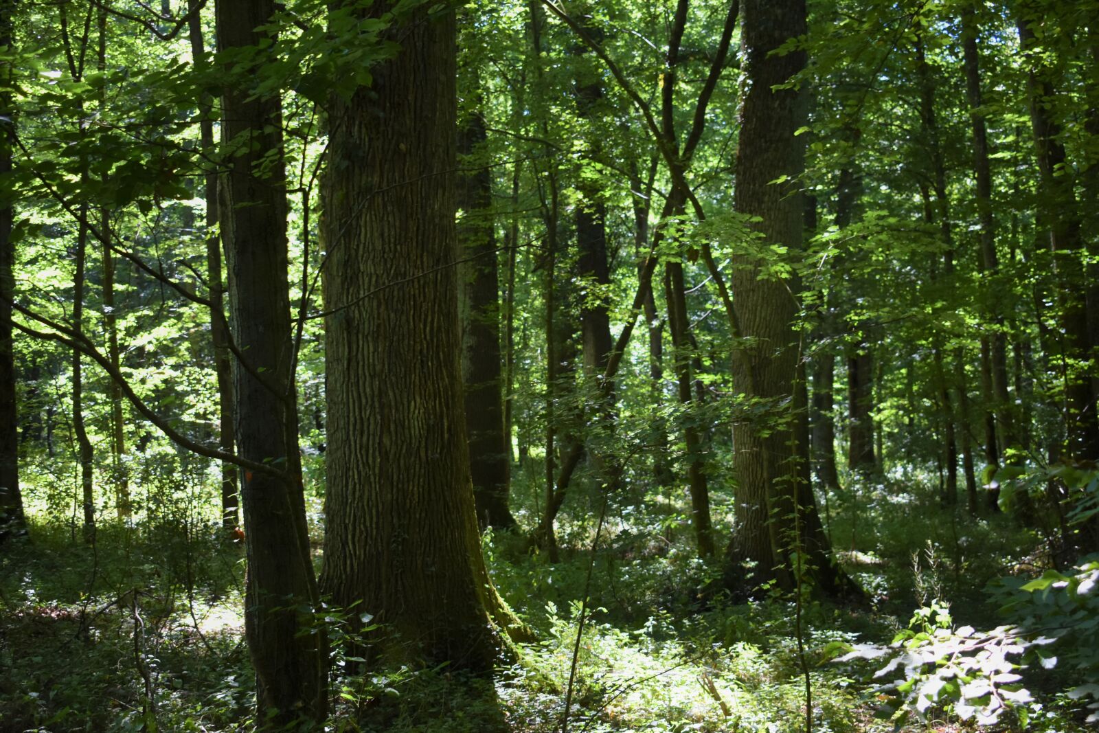 Nikon D3400 sample photo. Green, nature, woods photography