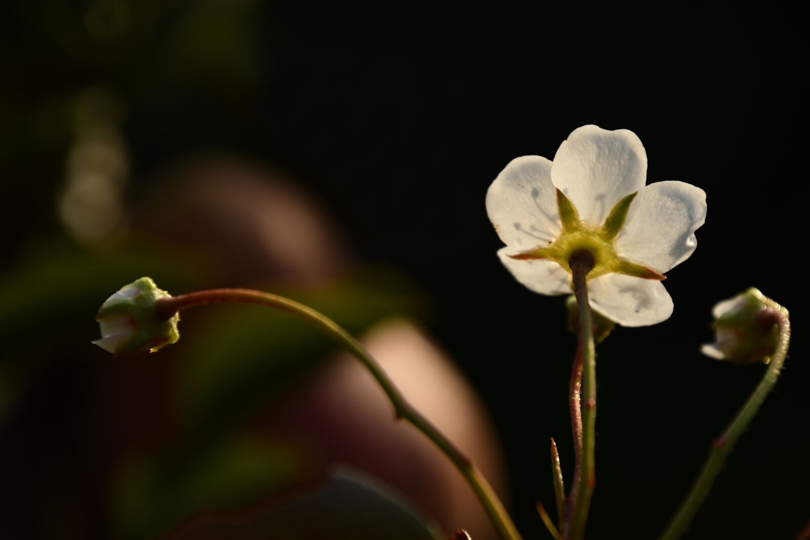 Nikon D7500 sample photo. Pear tree flower, pear photography