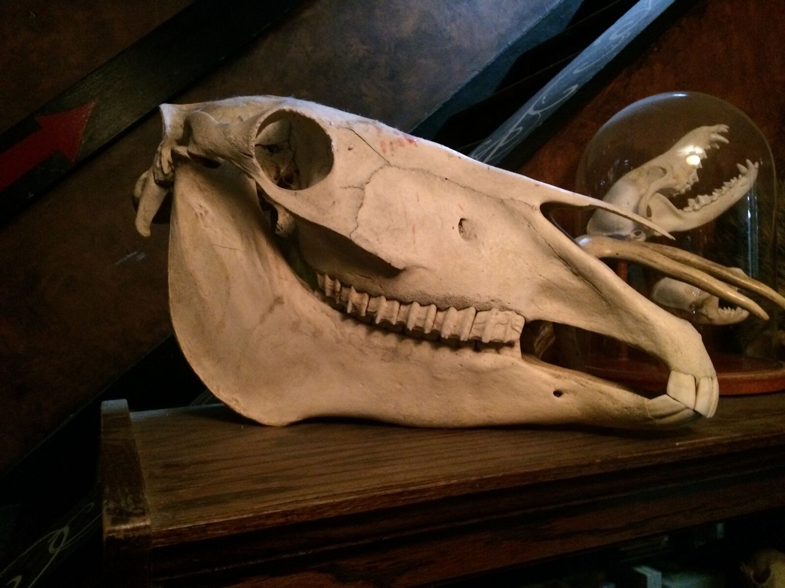 Apple iPhone 5s sample photo. Animal, bones, horse, skull photography