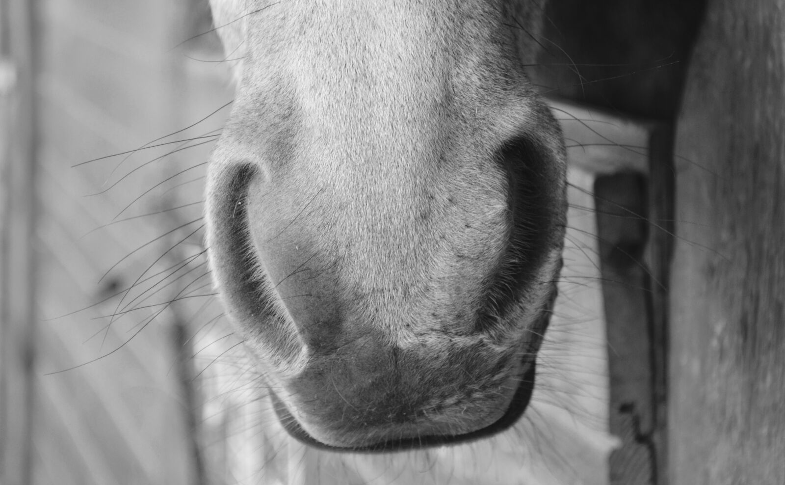 Nikon D5200 sample photo. Horse nostrils, nostrils strong photography