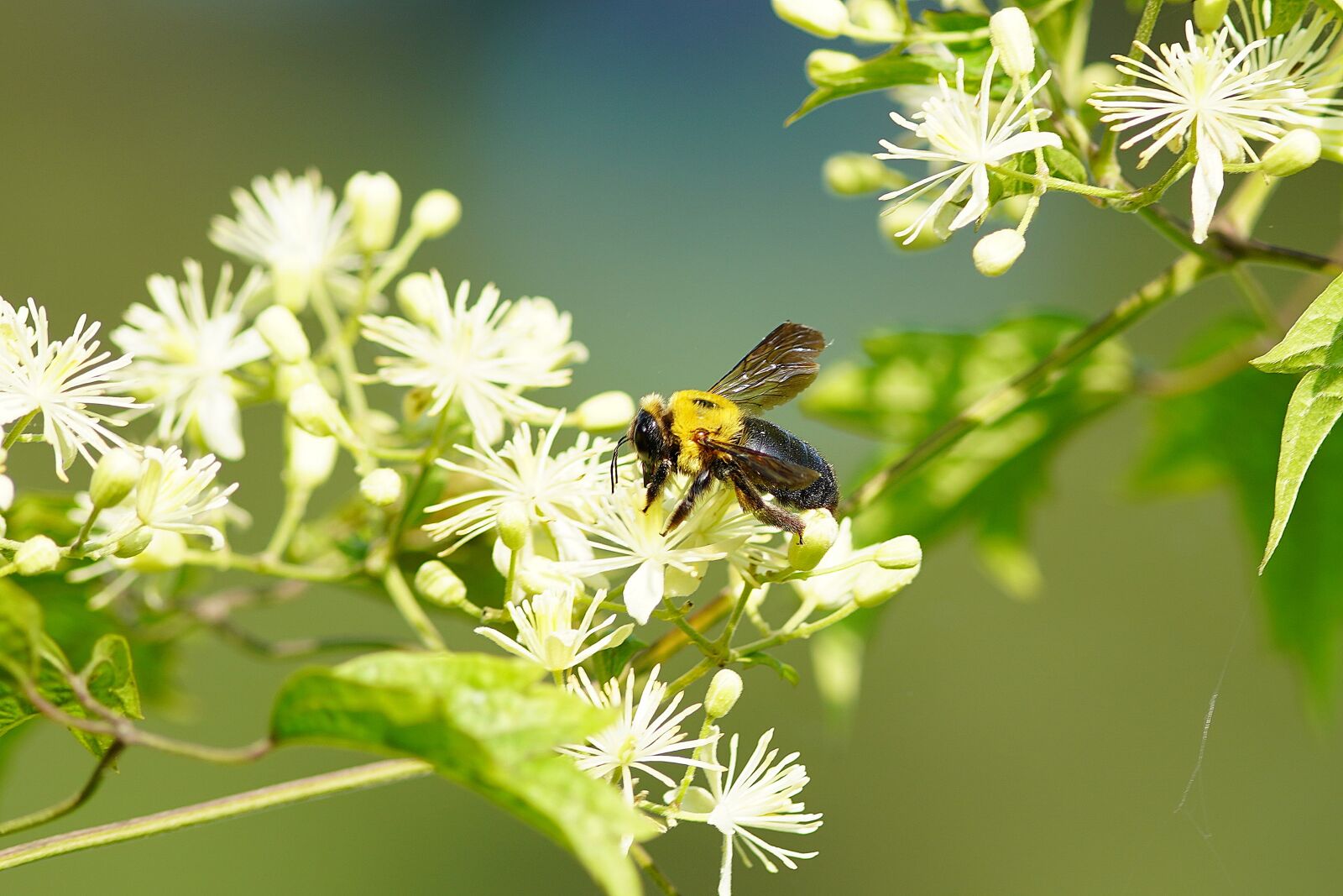 Canon EF 300mm F4L IS USM sample photo. Bee, insect, nature photography