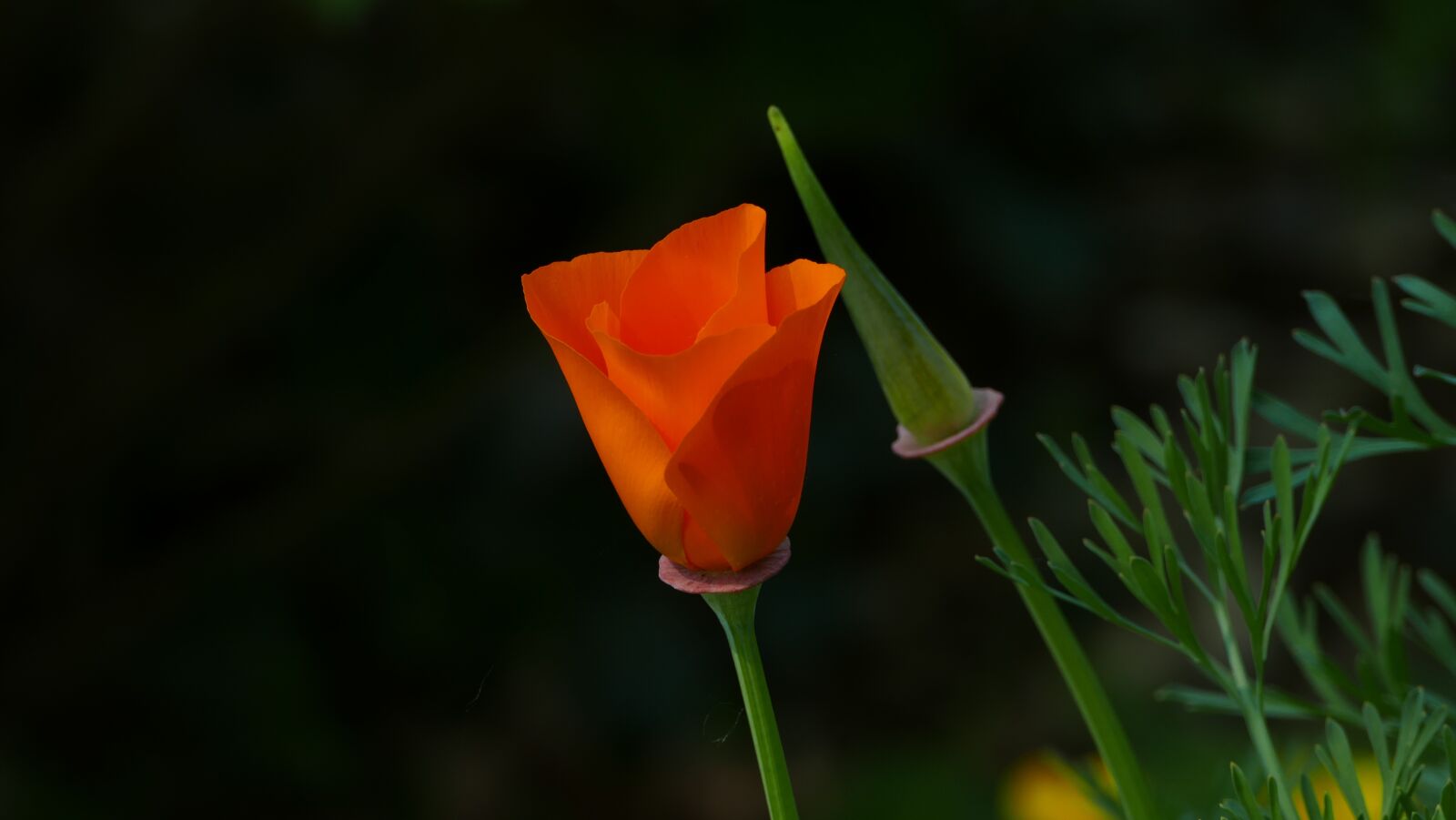 Panasonic Lumix DMC-FZ1000 sample photo. Flower, flowers, nature photography
