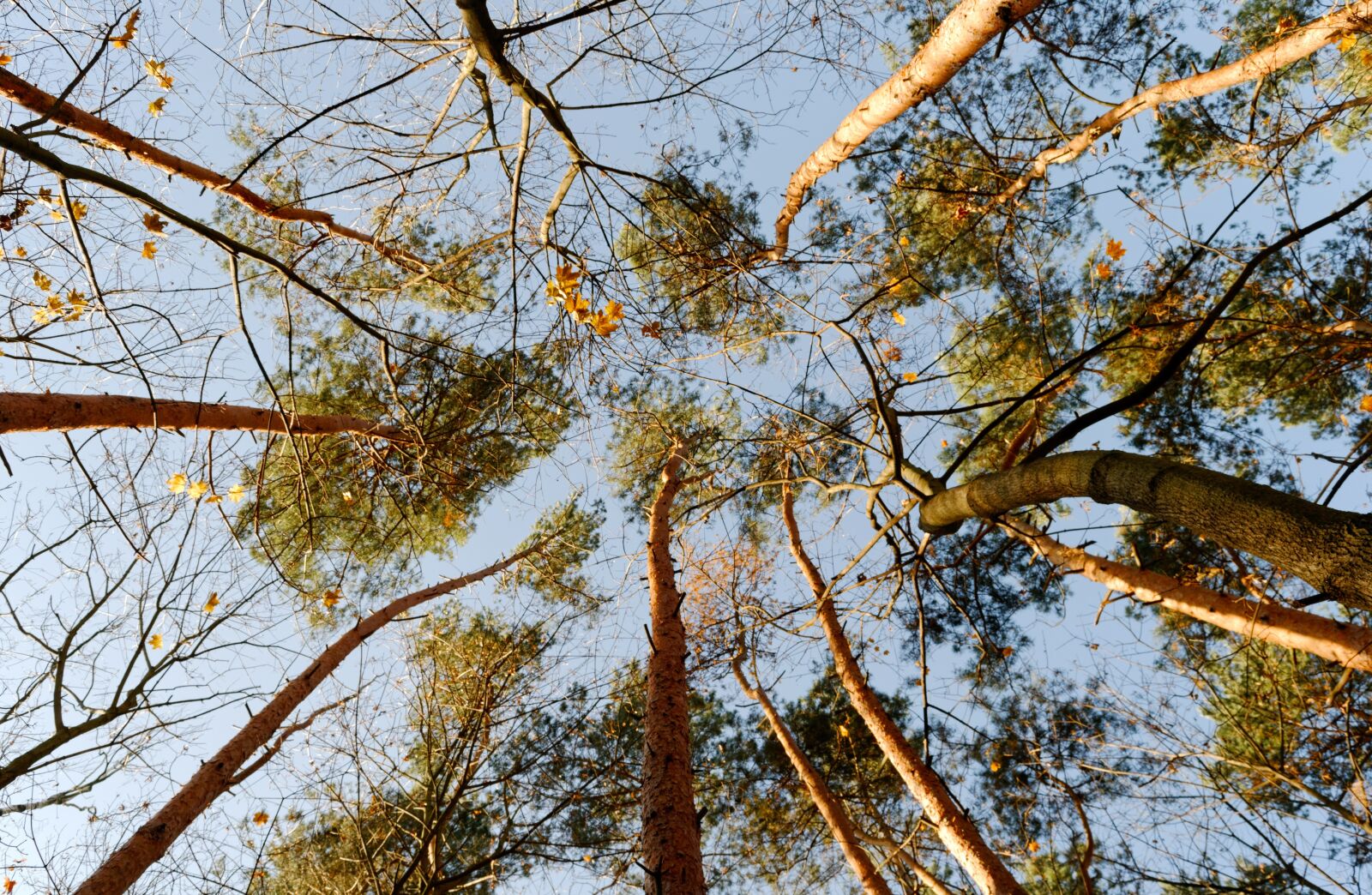 Nikon D3100 sample photo. Trees, forest, trunks photography
