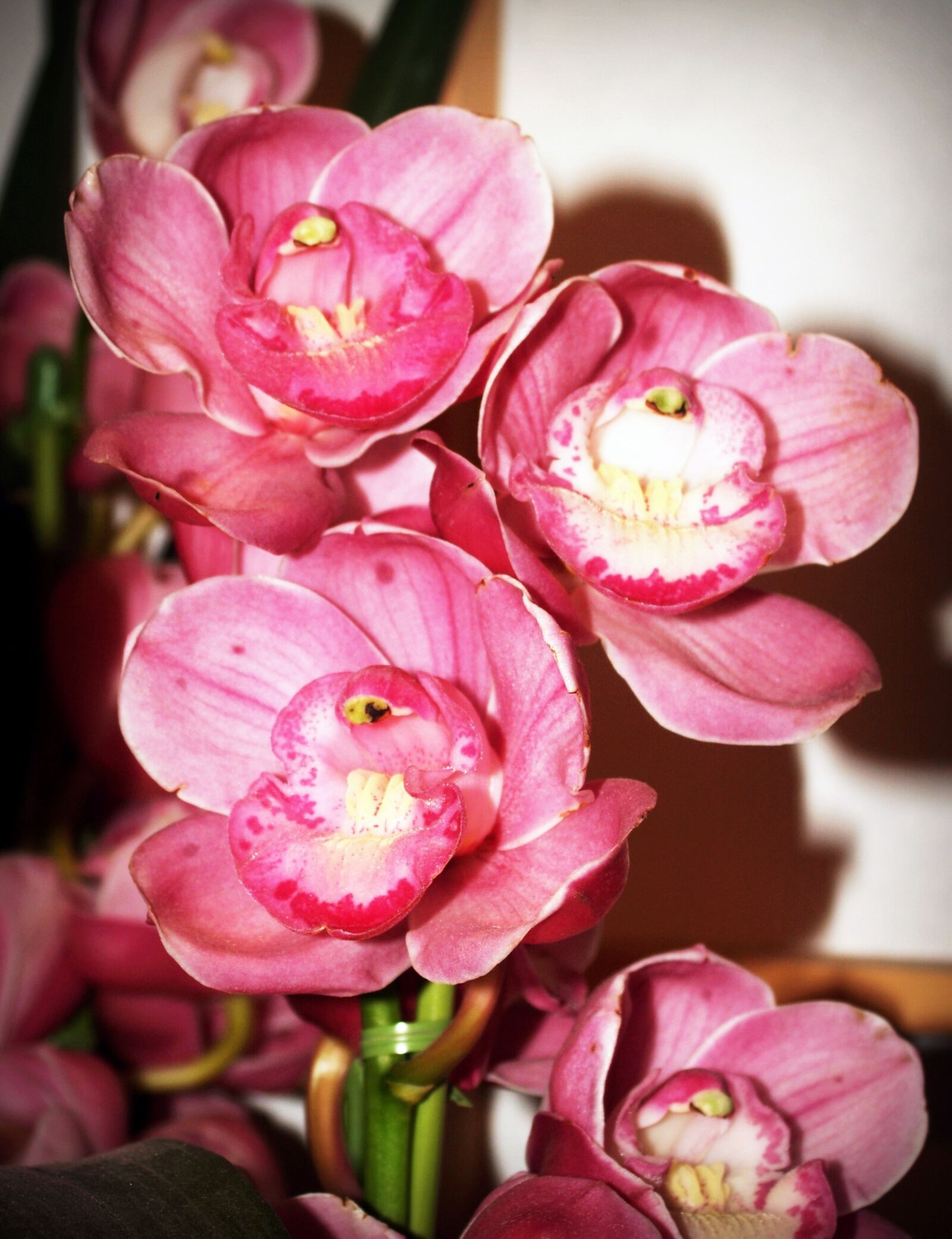 Olympus E-300 (EVOLT E-300) sample photo. Flower, orchid, tropical photography